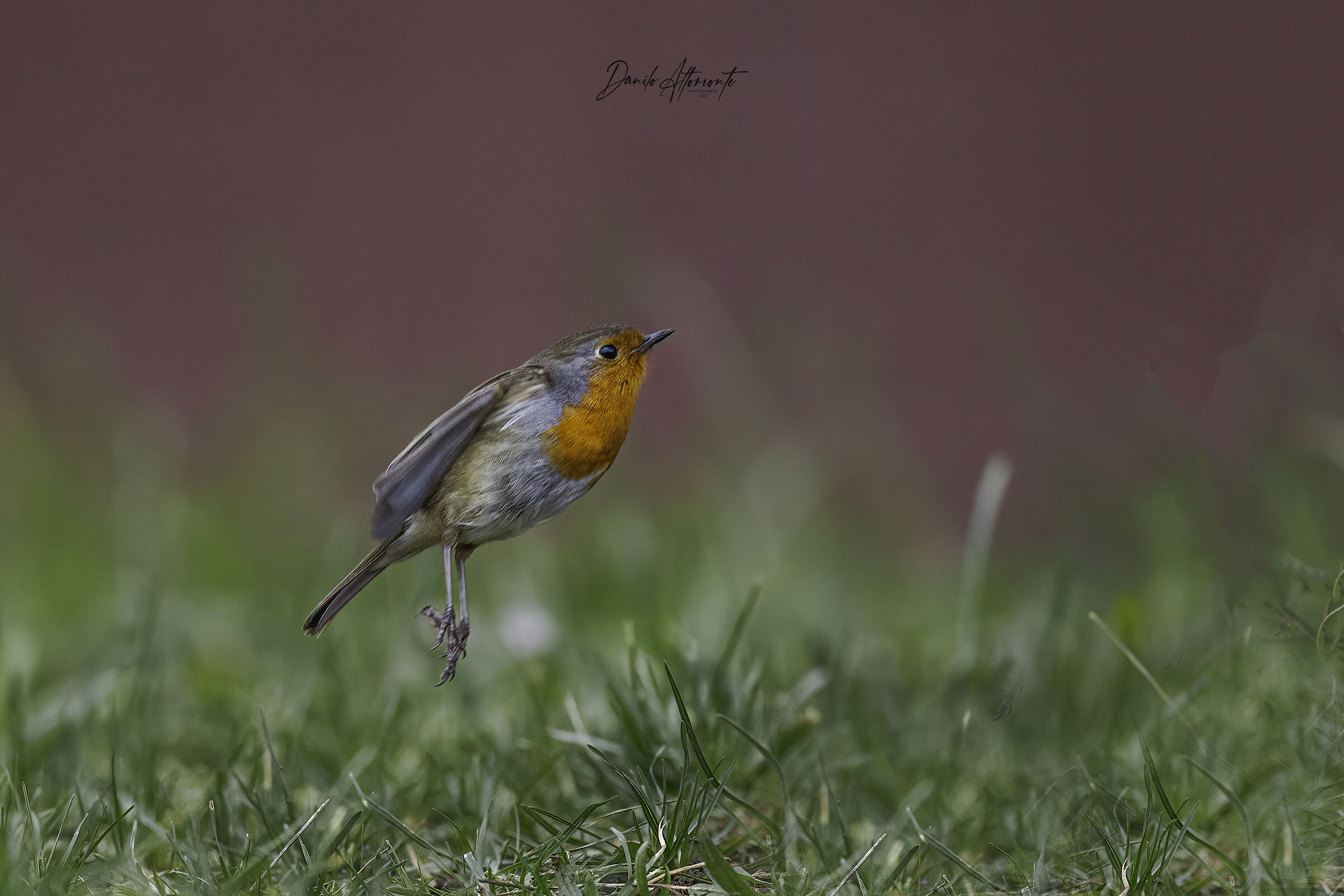 Robin