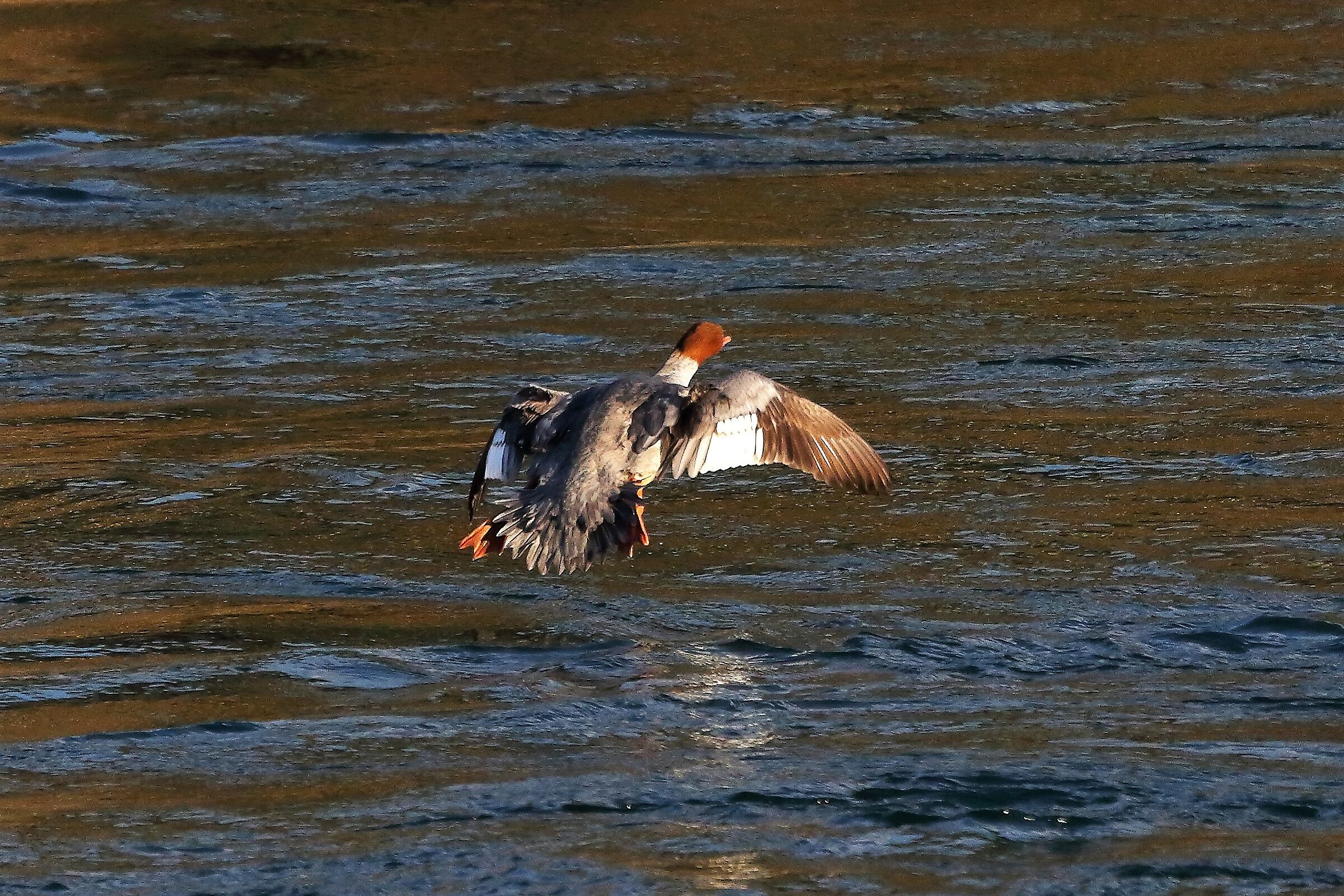 smergo F 11 dicembre 2022