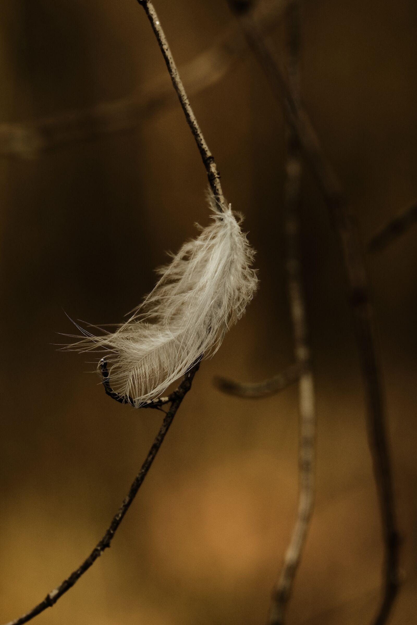 A feather in the woods