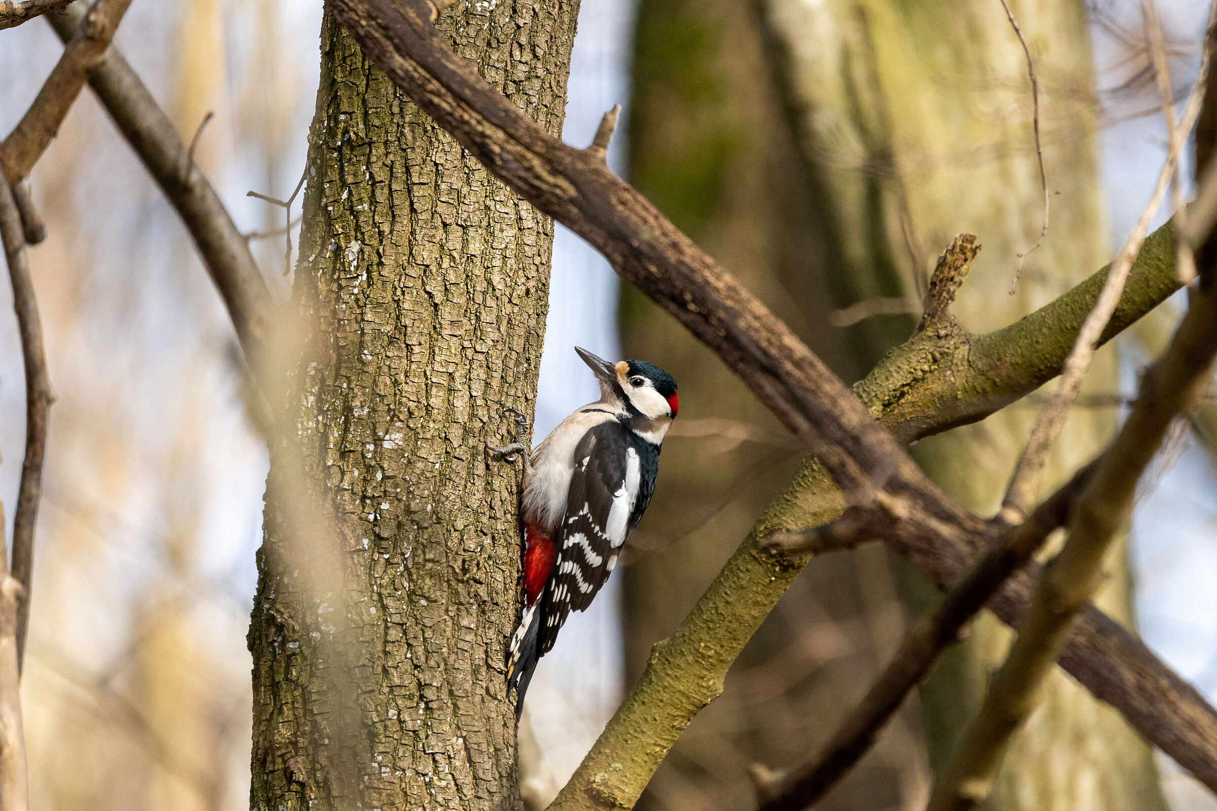 Greater spotted woodpecker