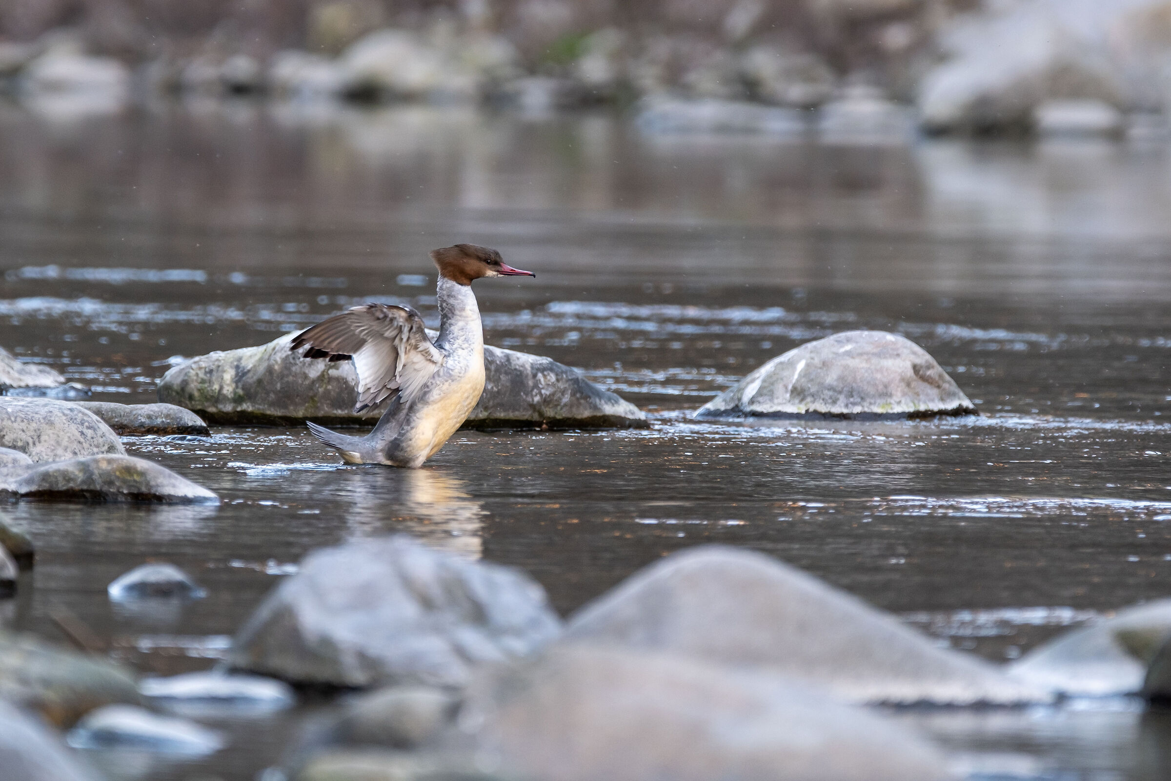 Smergo maggiore femmina