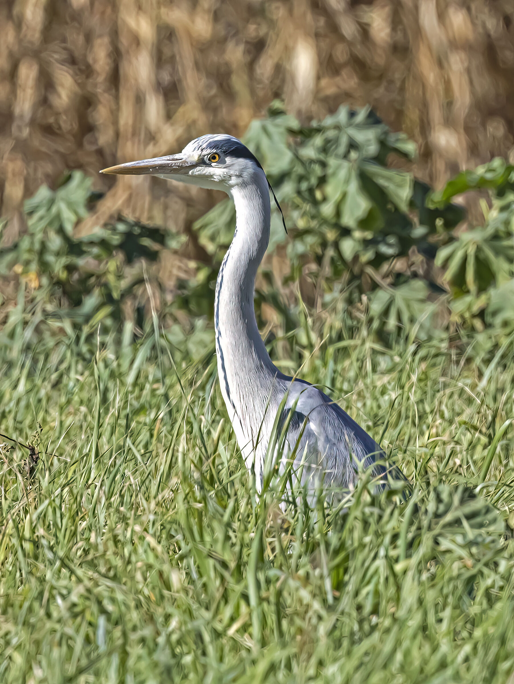 Airone Cenerino