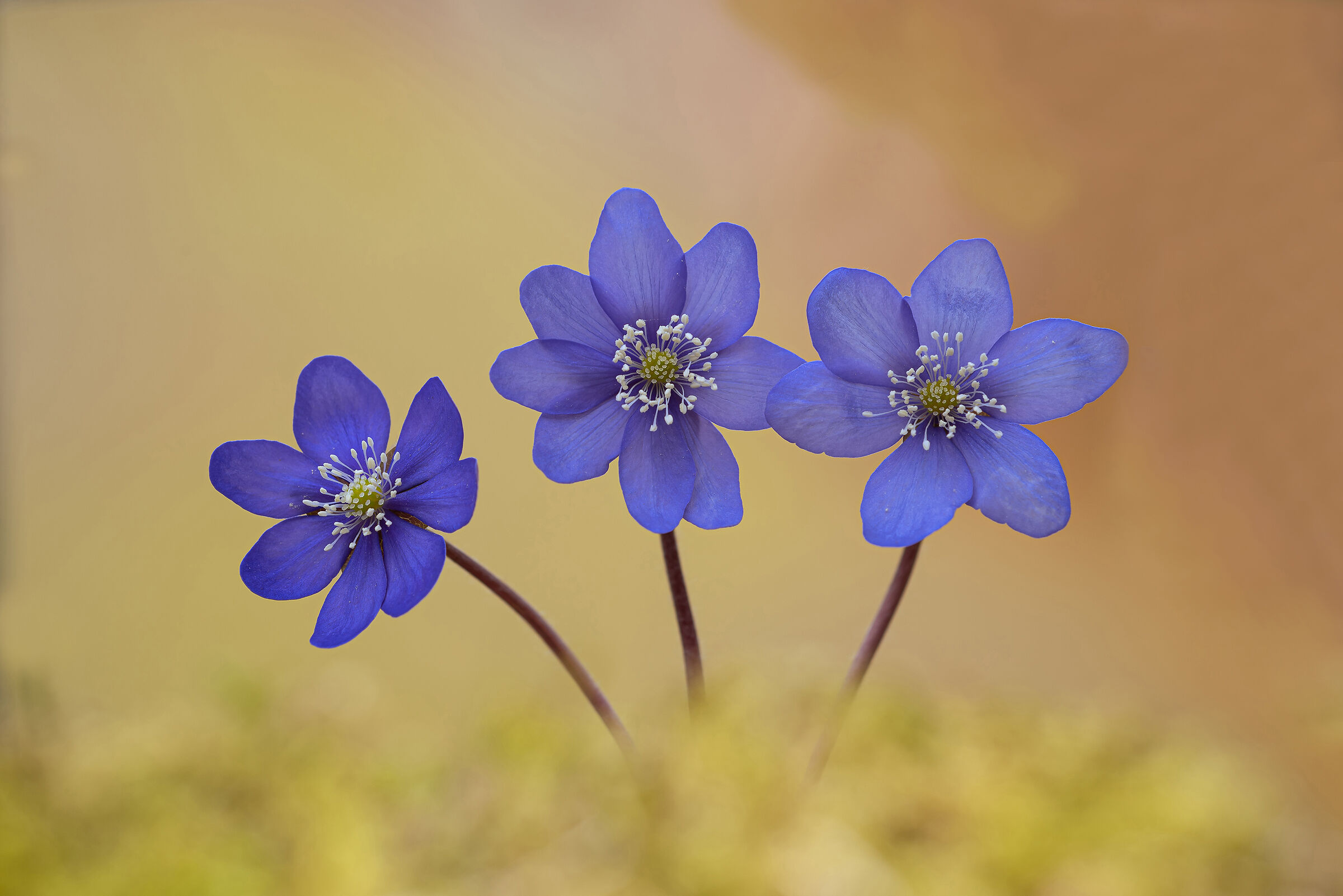 Hepatica nobilis