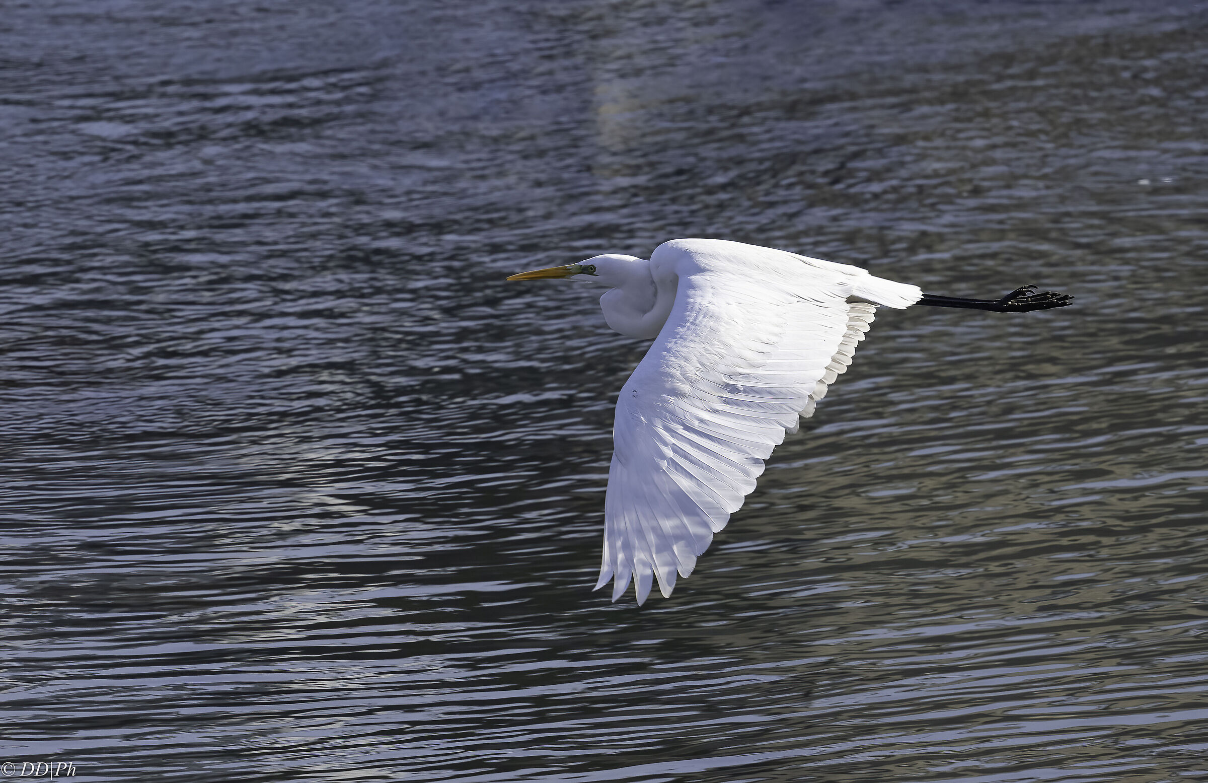 Airone Bianco Maggiore