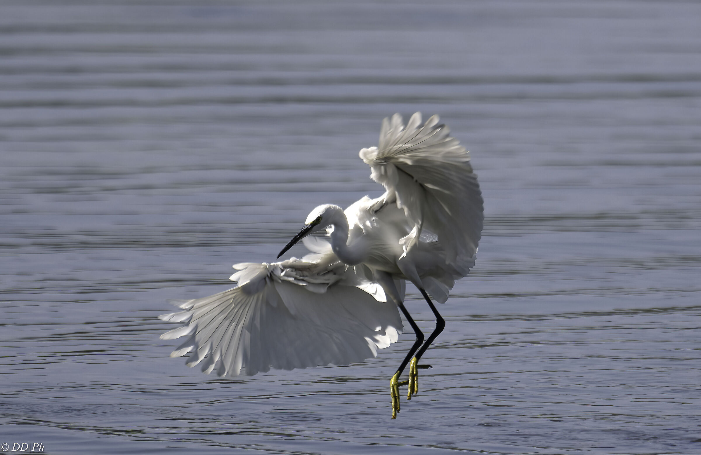Egret