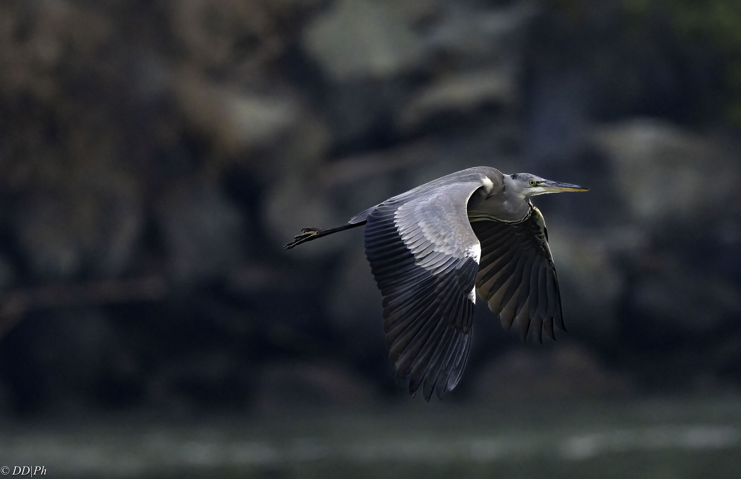 Grey heron