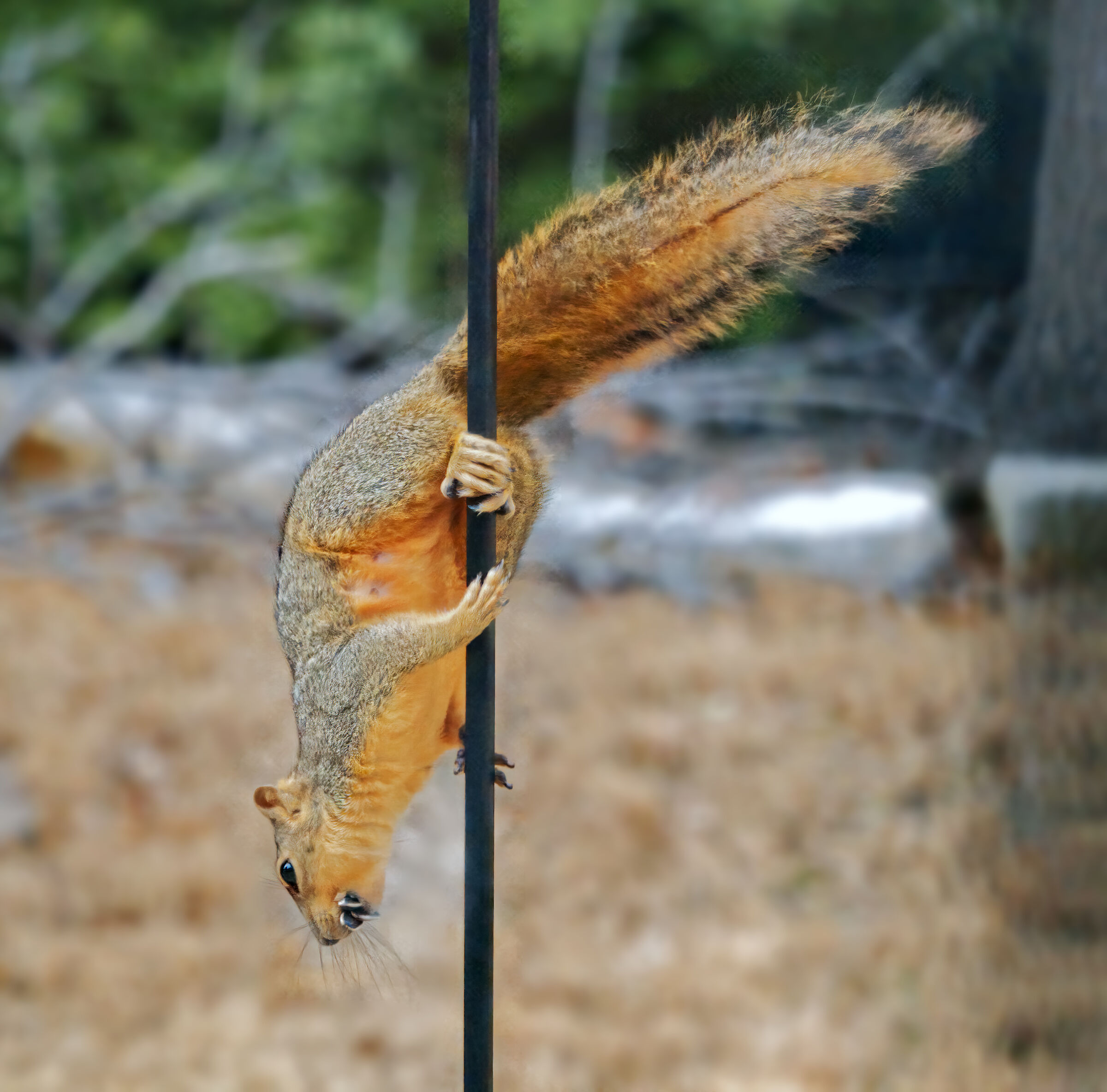 Correre giù con i semi