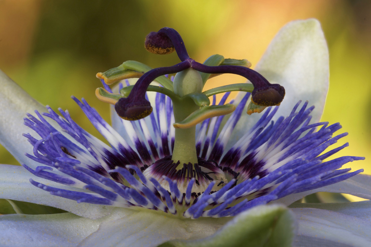 Passionflower