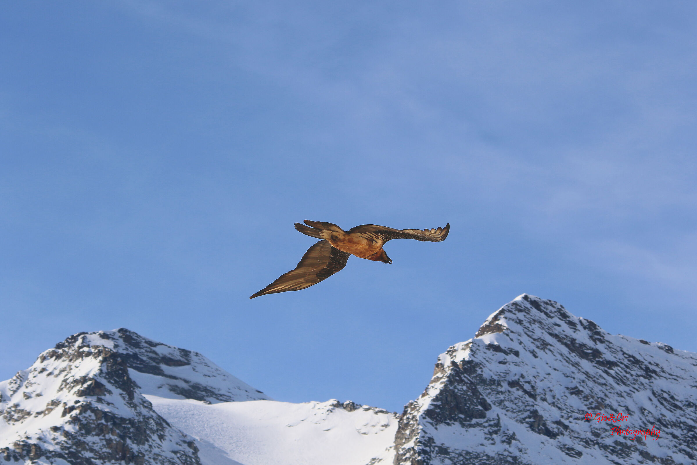 Bearded vulture a few steps from me