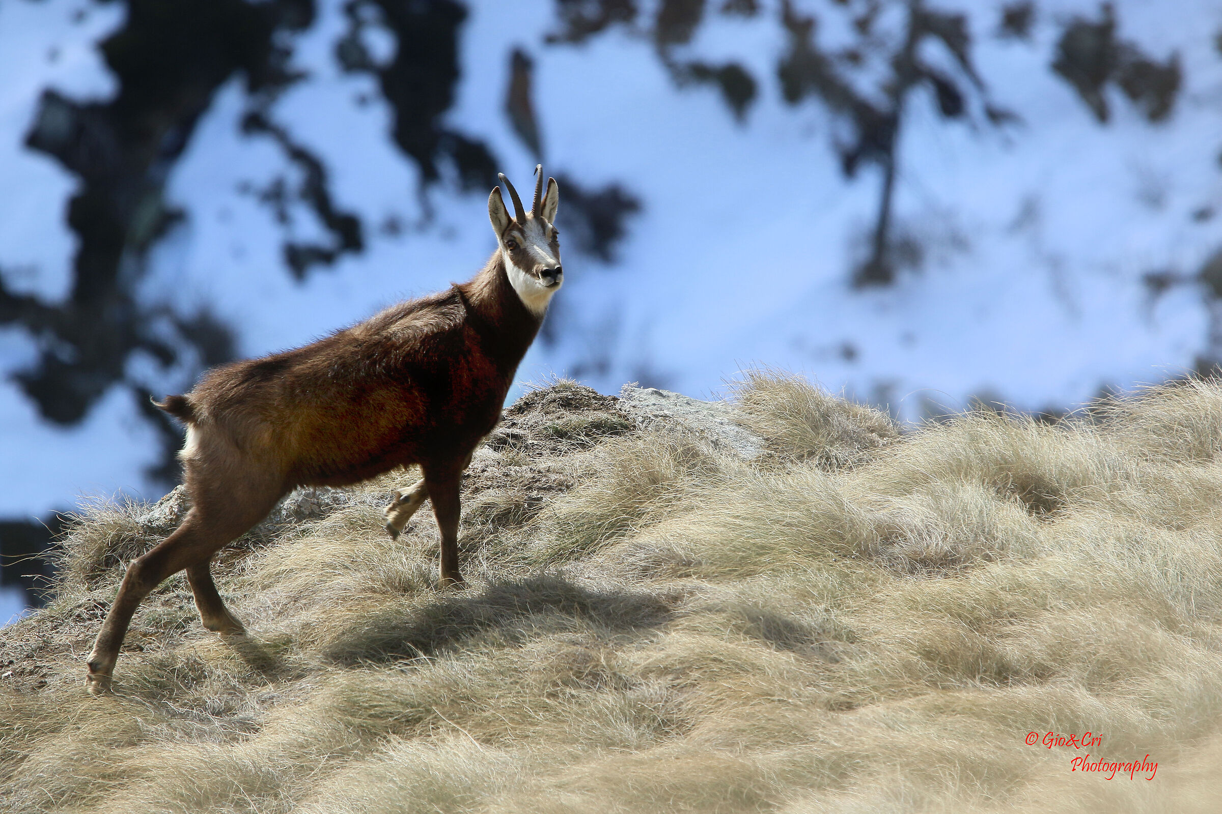 Chamois