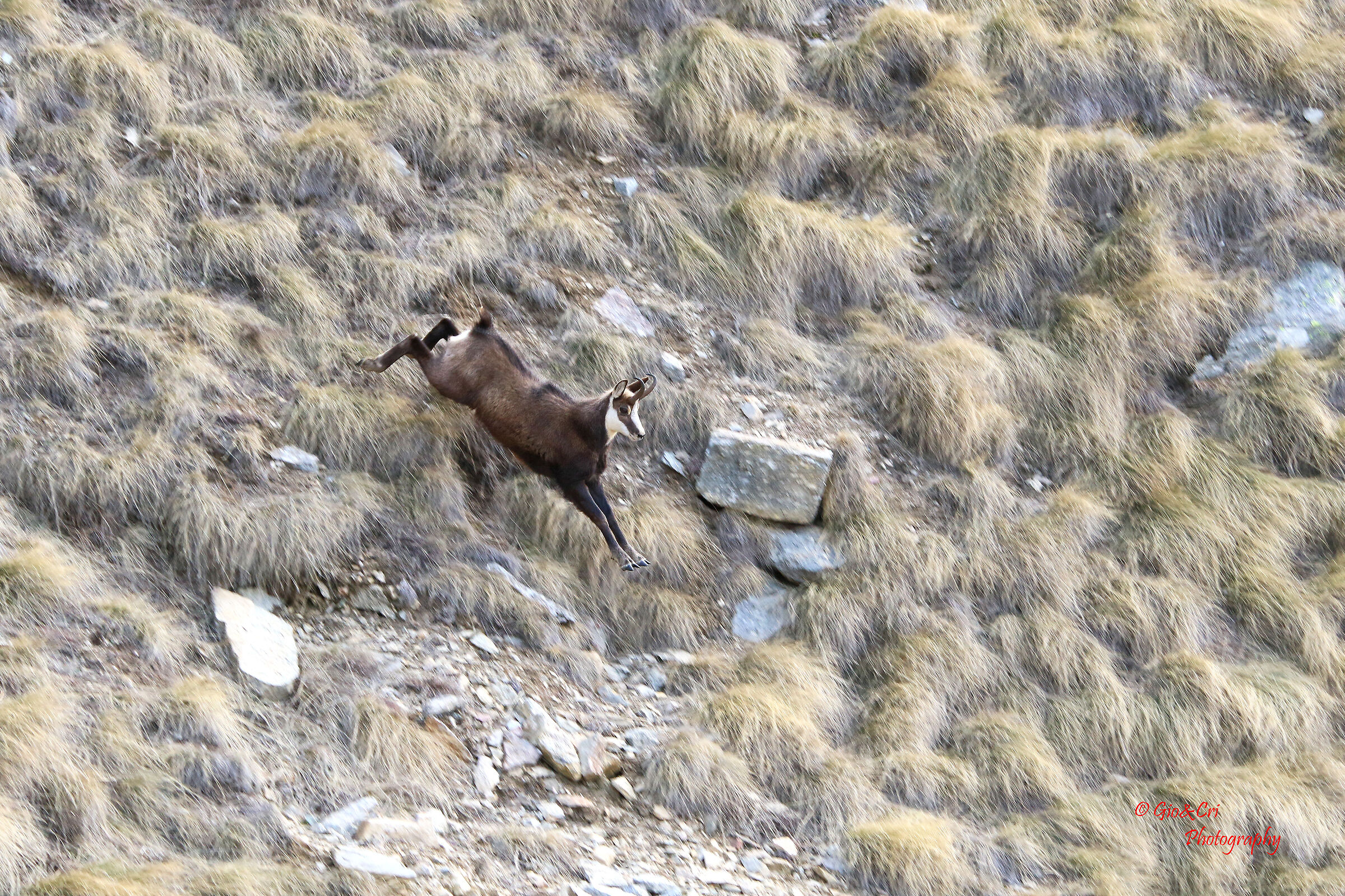 As the bearded vulture flew over me