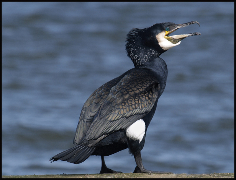 Cormorano Phalacrocorax carbo