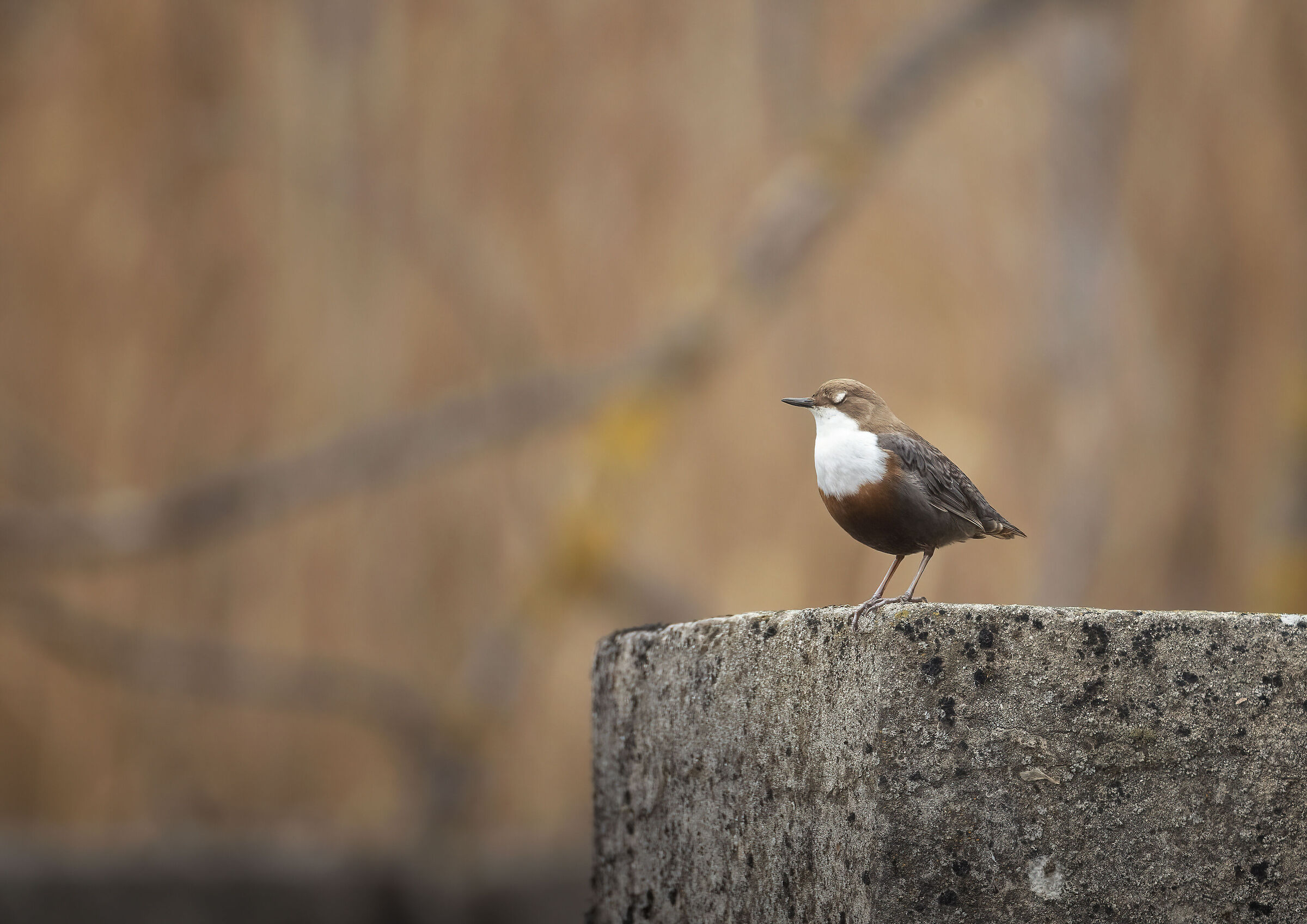 Dipper at work