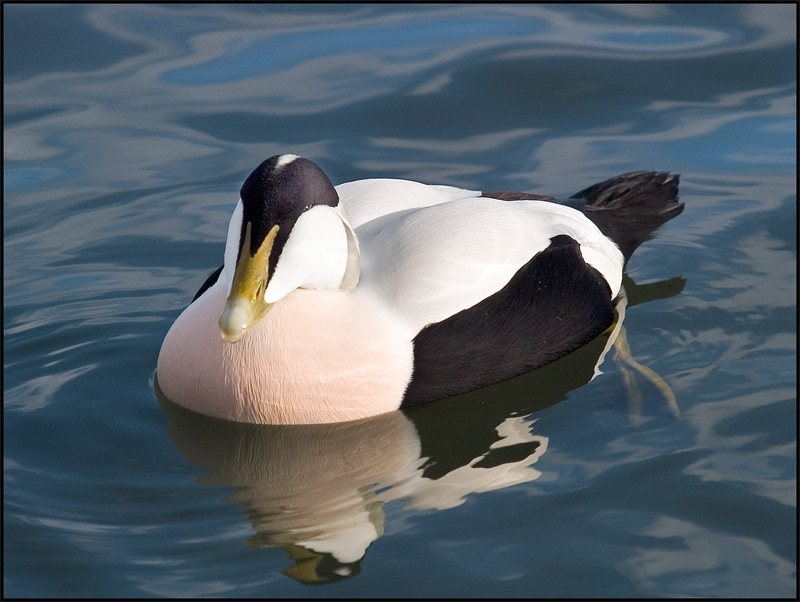 Eider duck Somateria mollissima