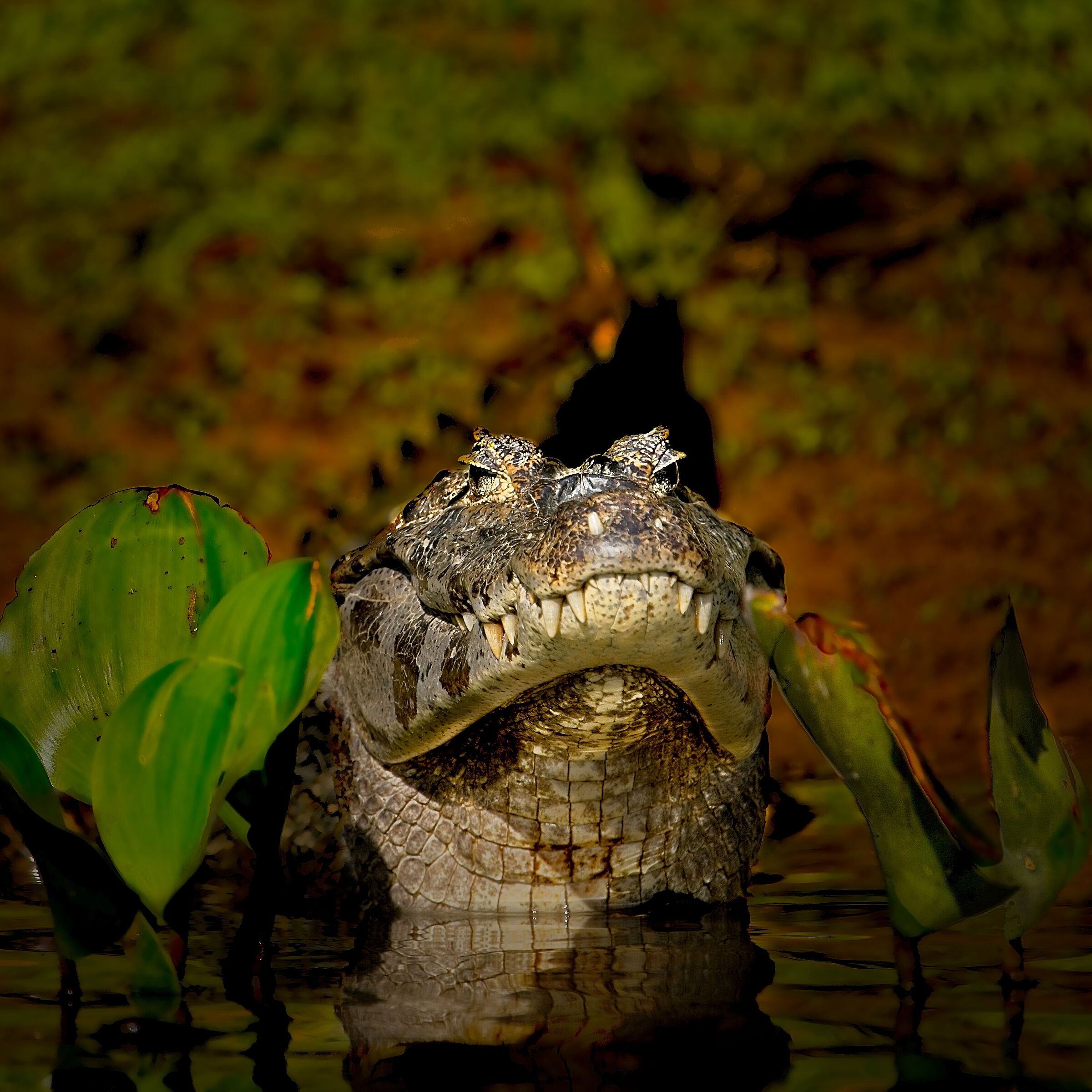 Caimano nel Pantanal
