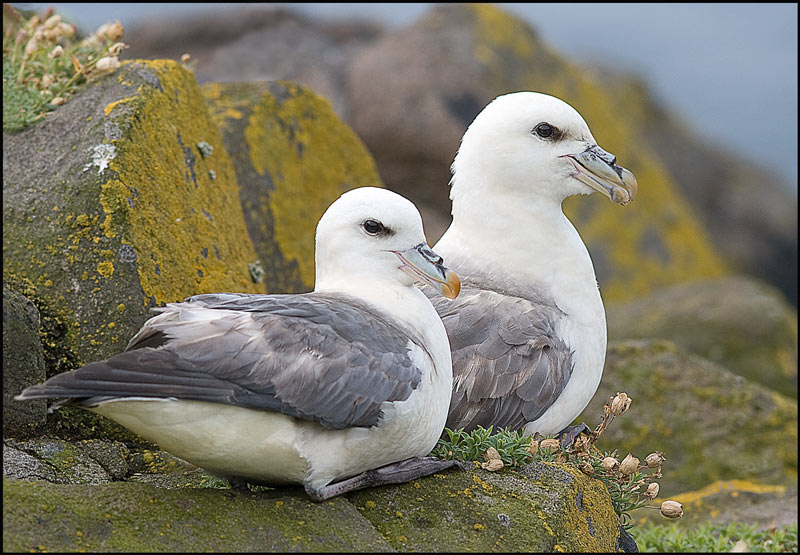 Fulmari Fulmaris glacialis