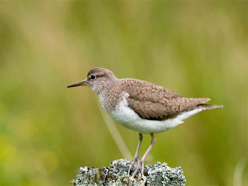 Piro piccolo Actitis hypoleucos