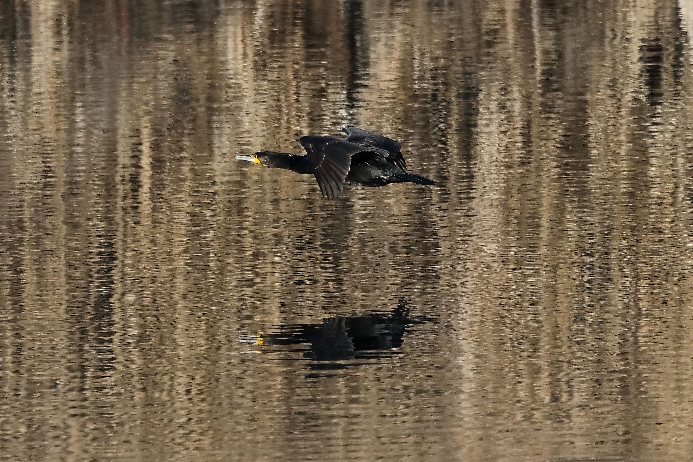 Cormorano 27-12-2022