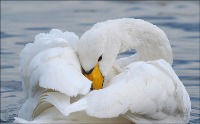 Cigno selvatico Cygnus cygnus