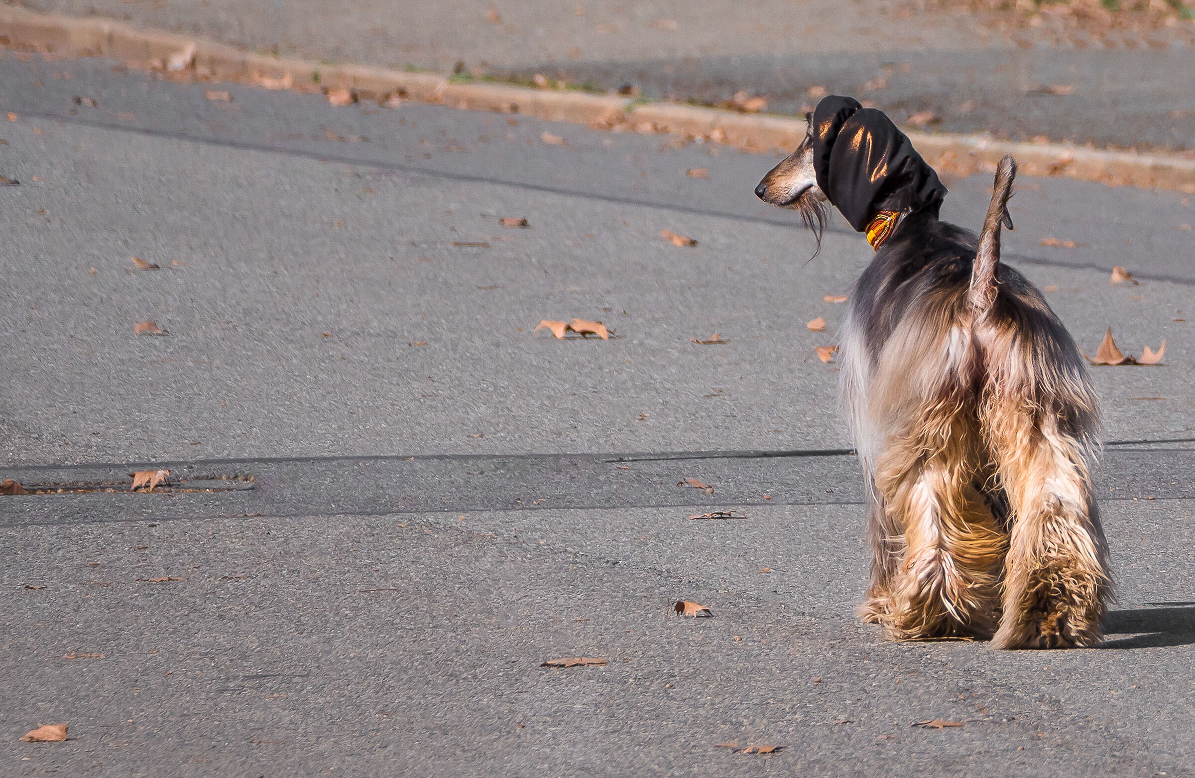 beauty and elegance.....