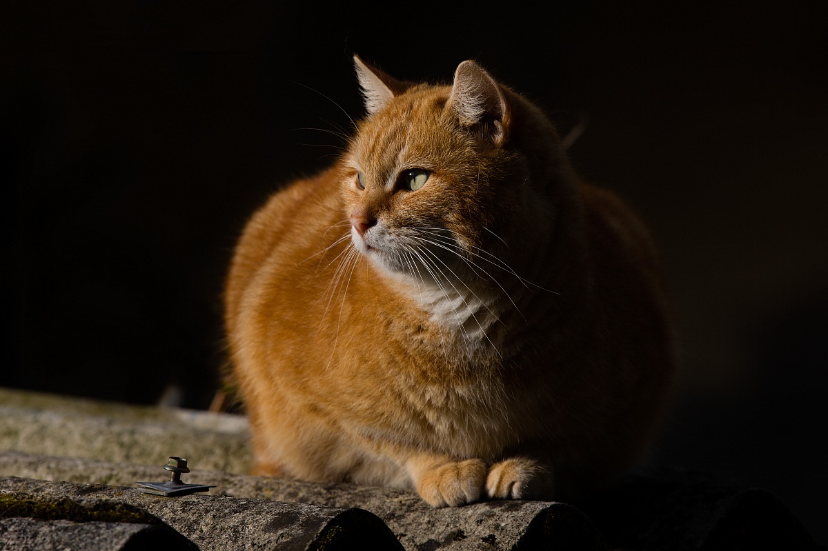 European cat on the roof