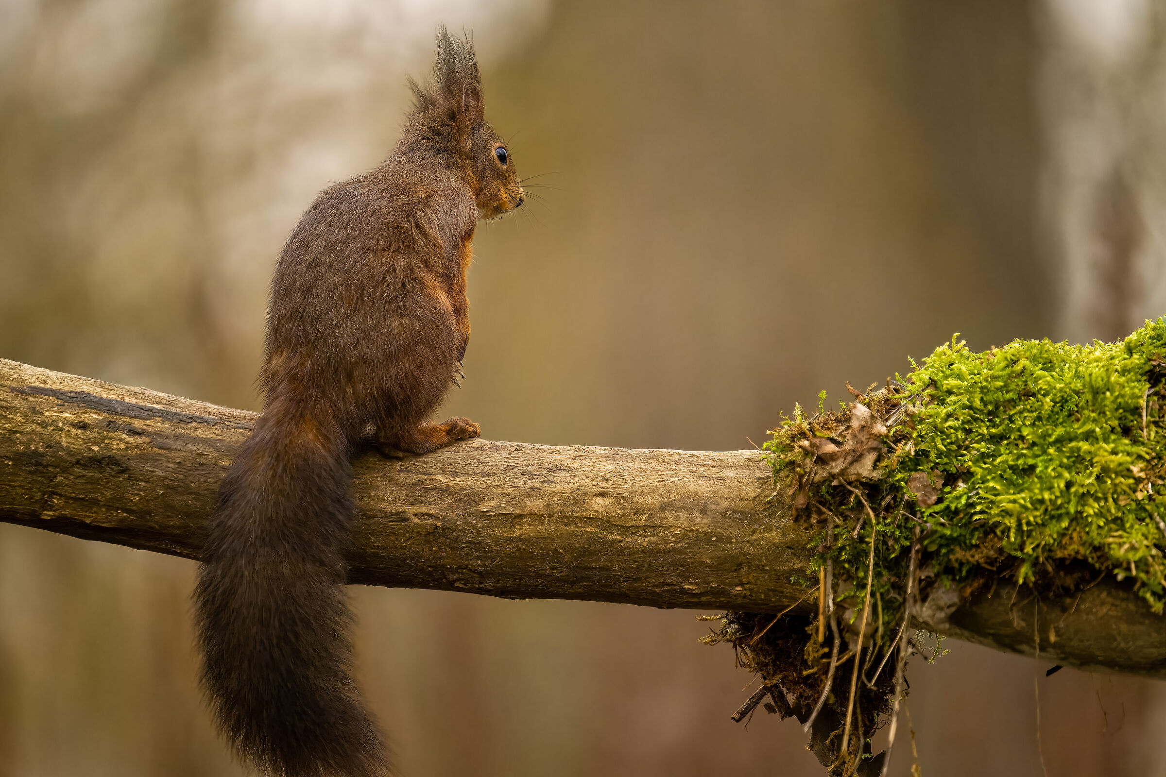 Scoiattolo pensieroso