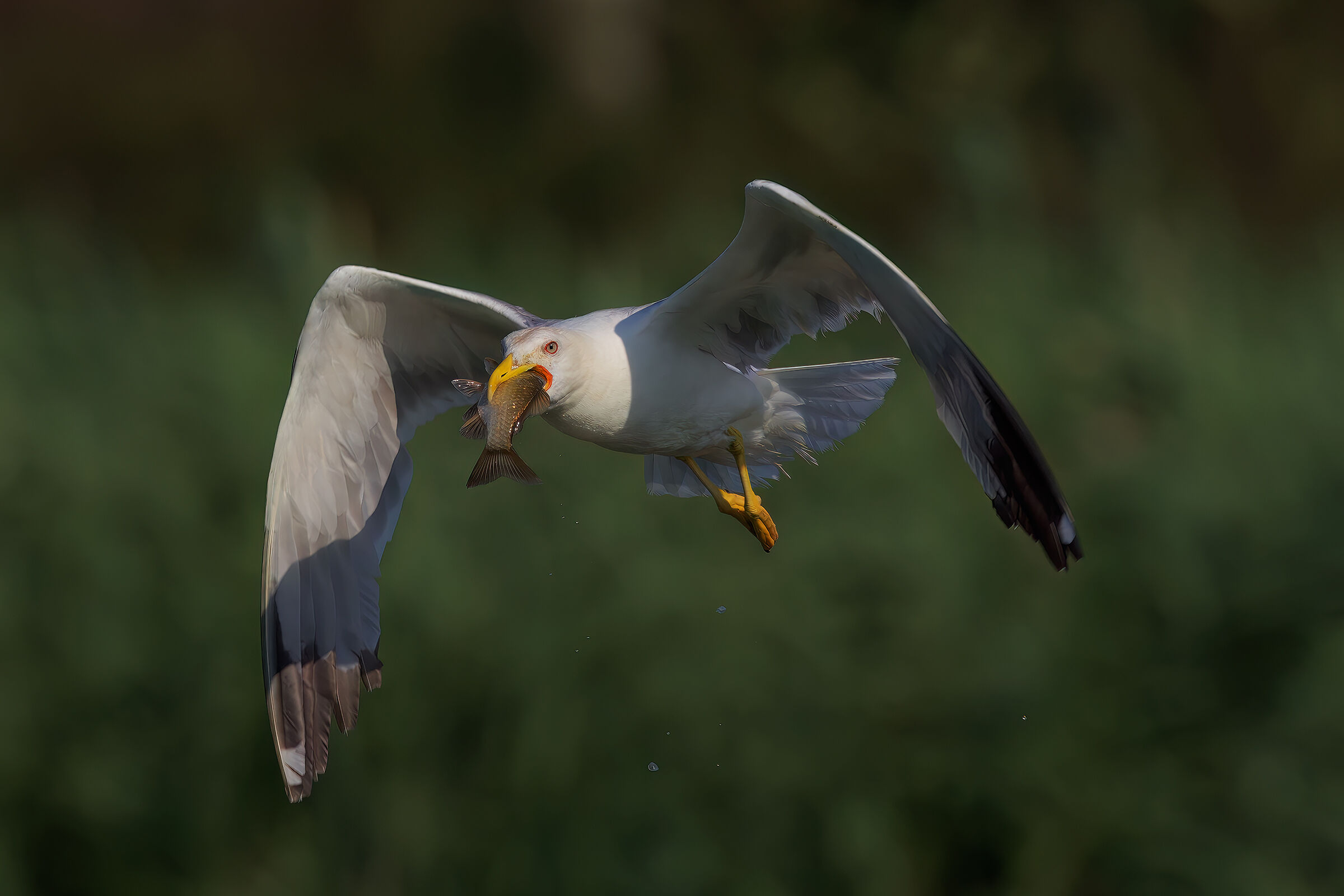 herring gull1