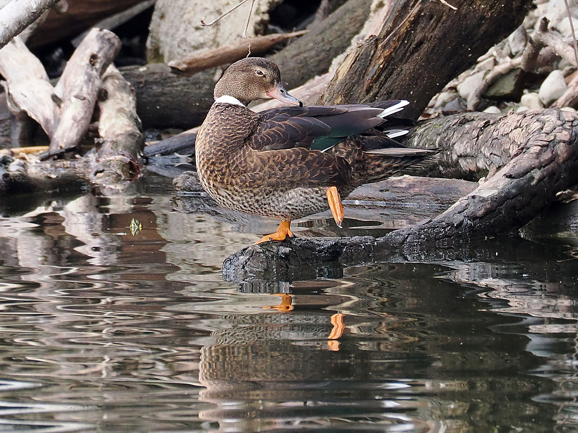 help identification Canapiglia?