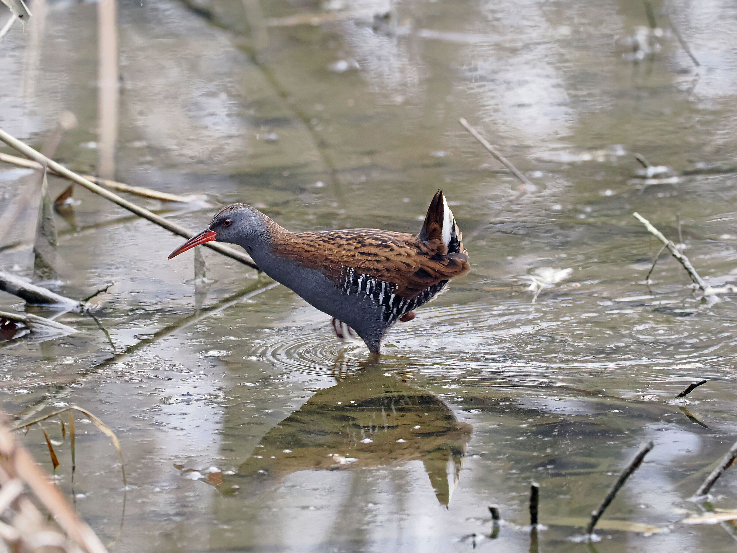 Water rail