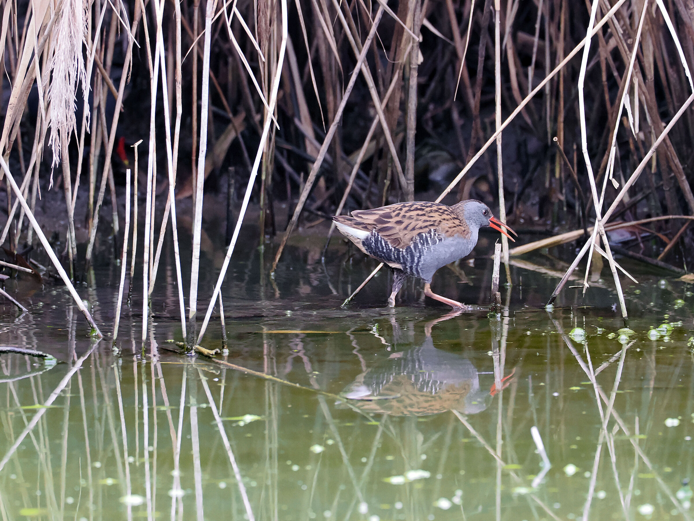 Four steps out of the reeds