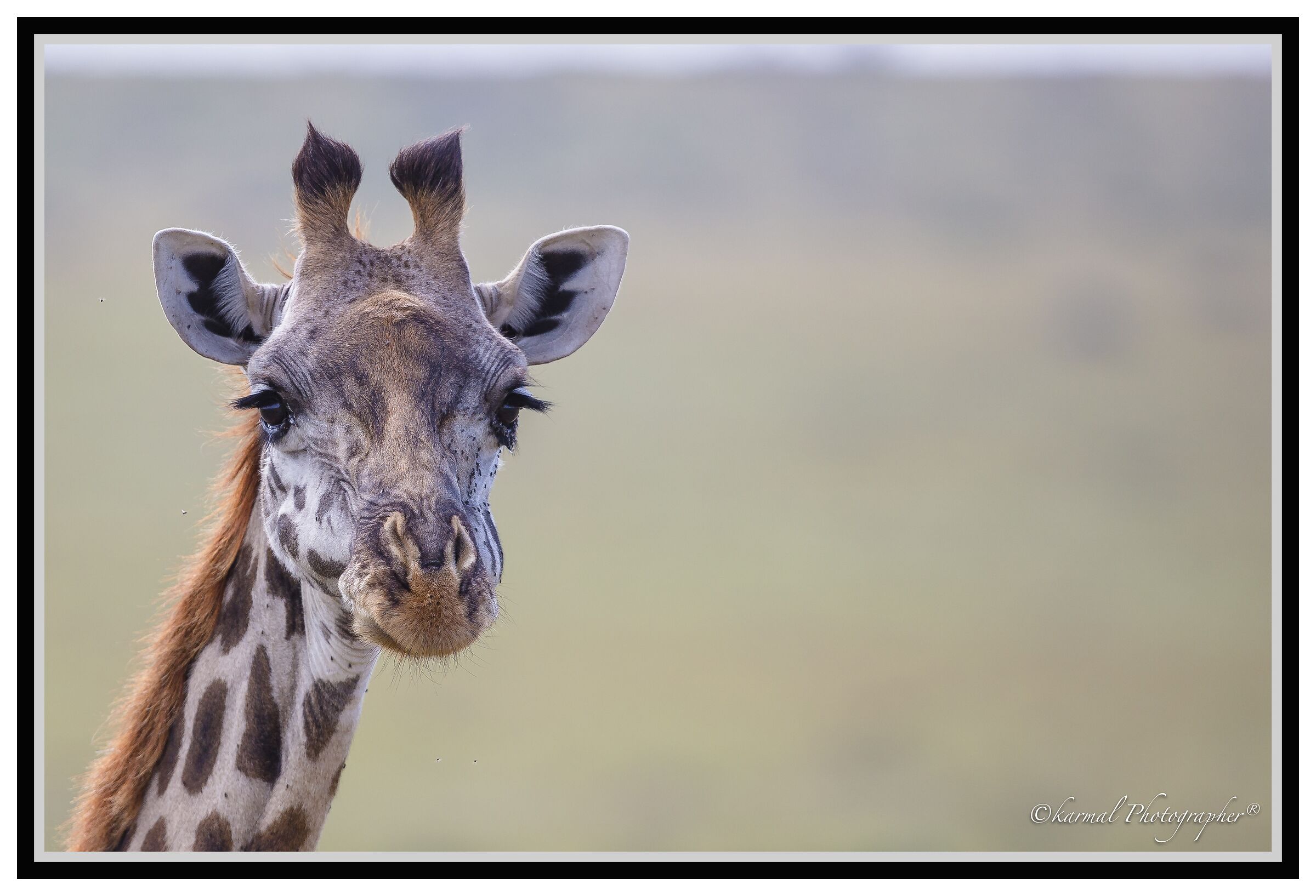 Camelopardalis Tippelskirch