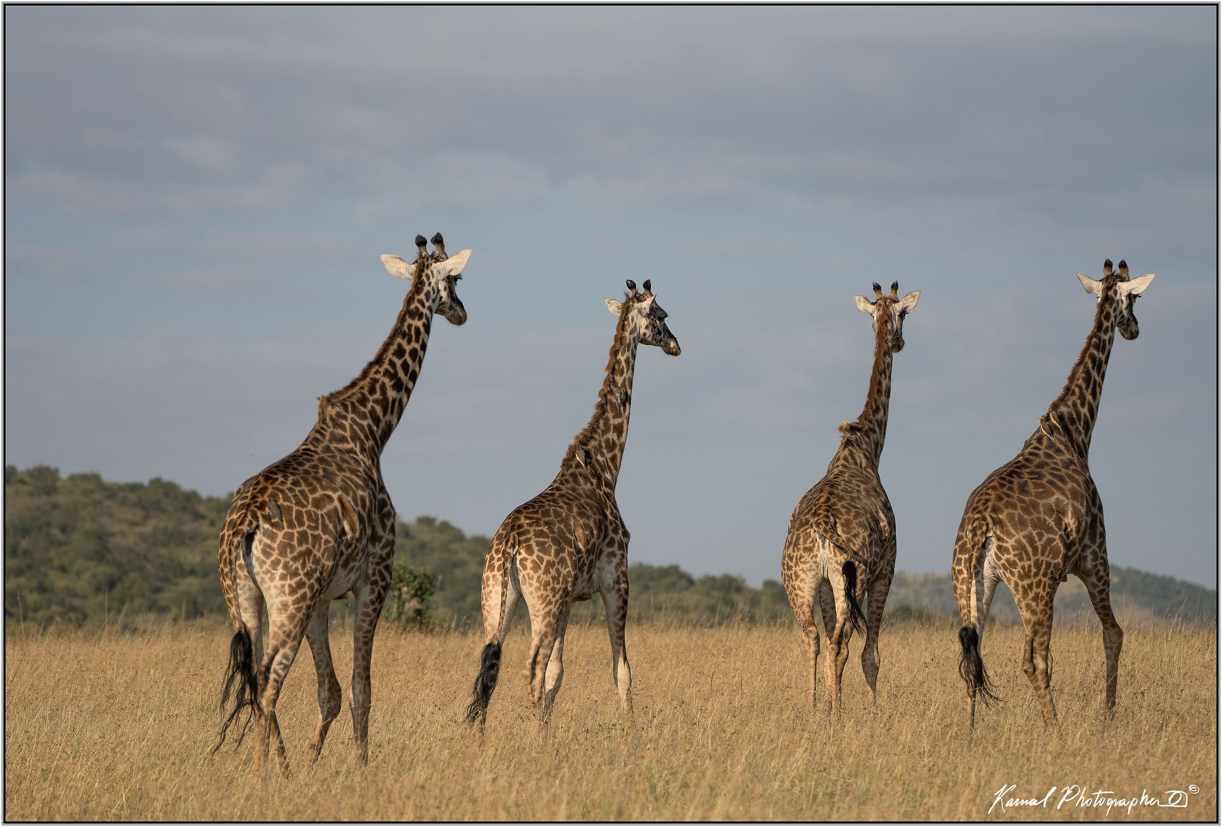 Camelopardalis Tippelskirchi