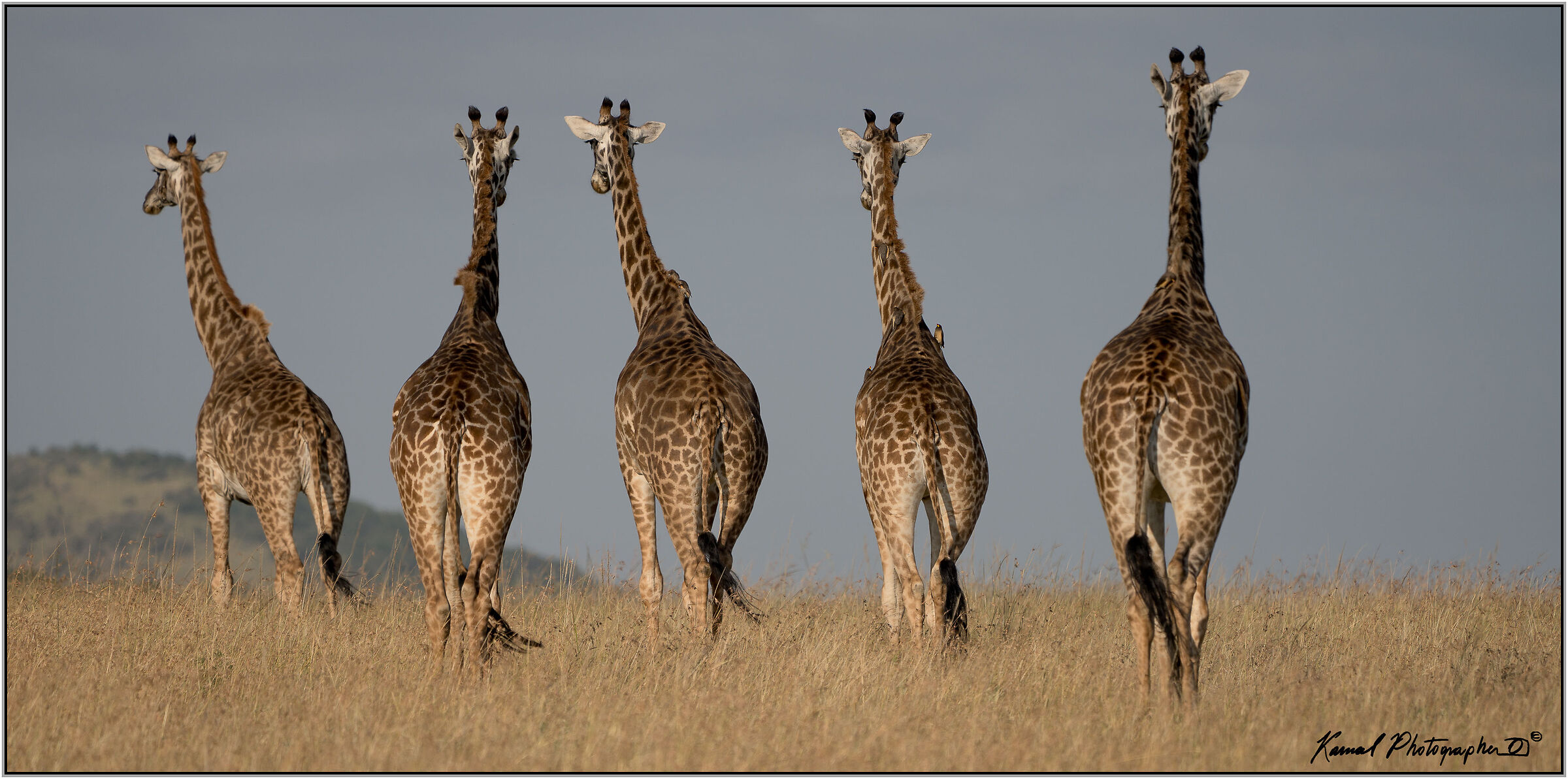 Camelopardalis Tippelskirchi