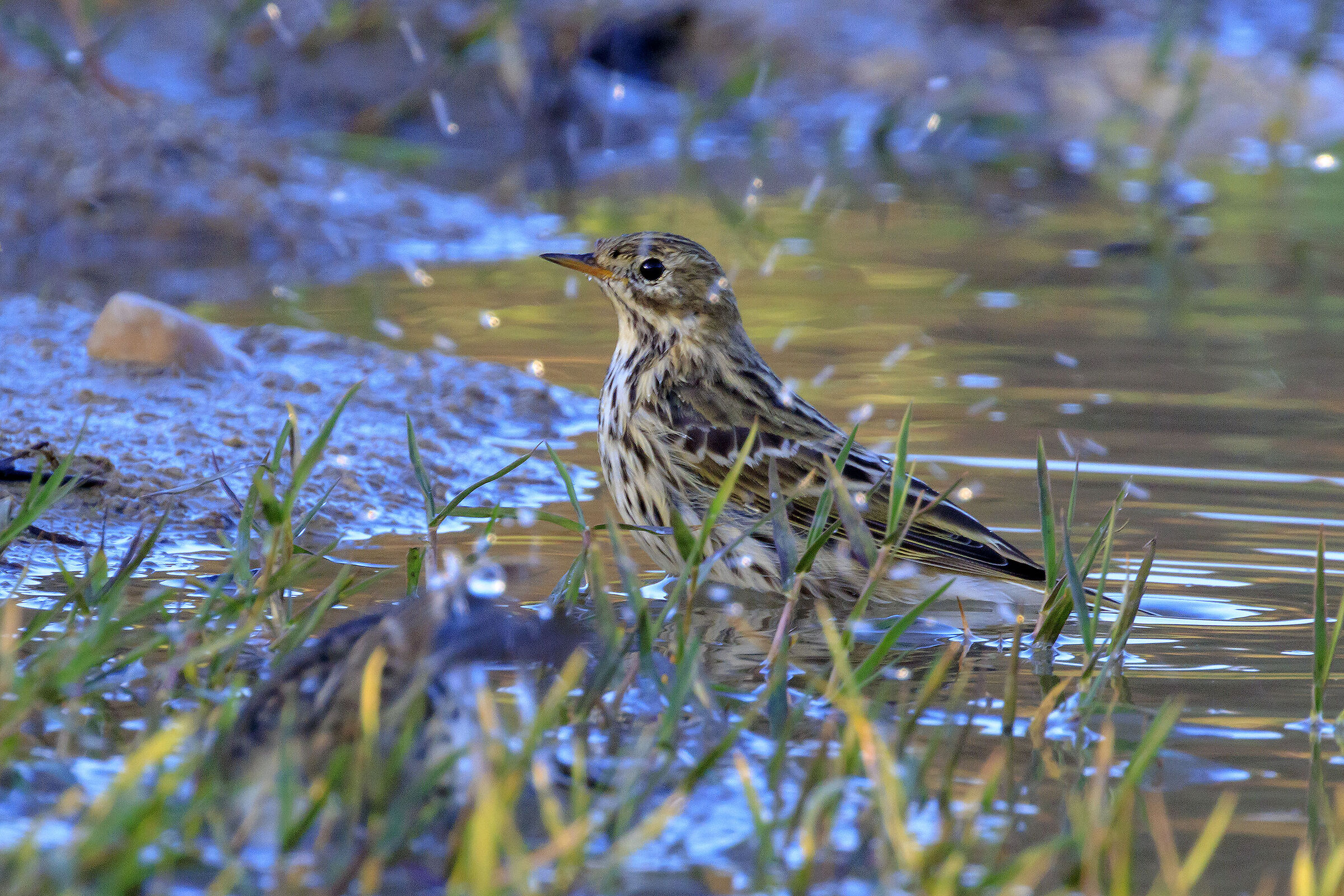 Meadow pipit