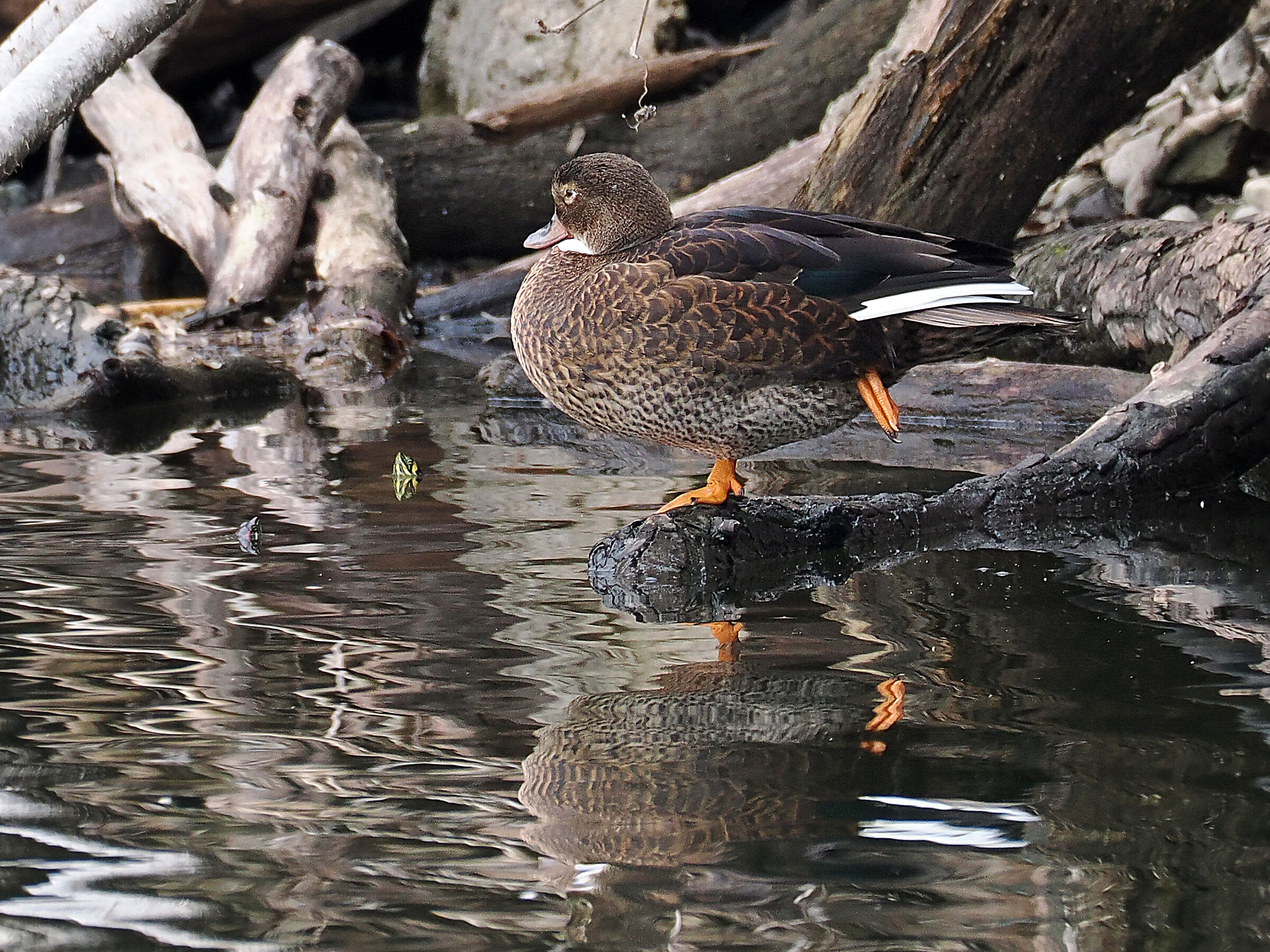Gadwall?