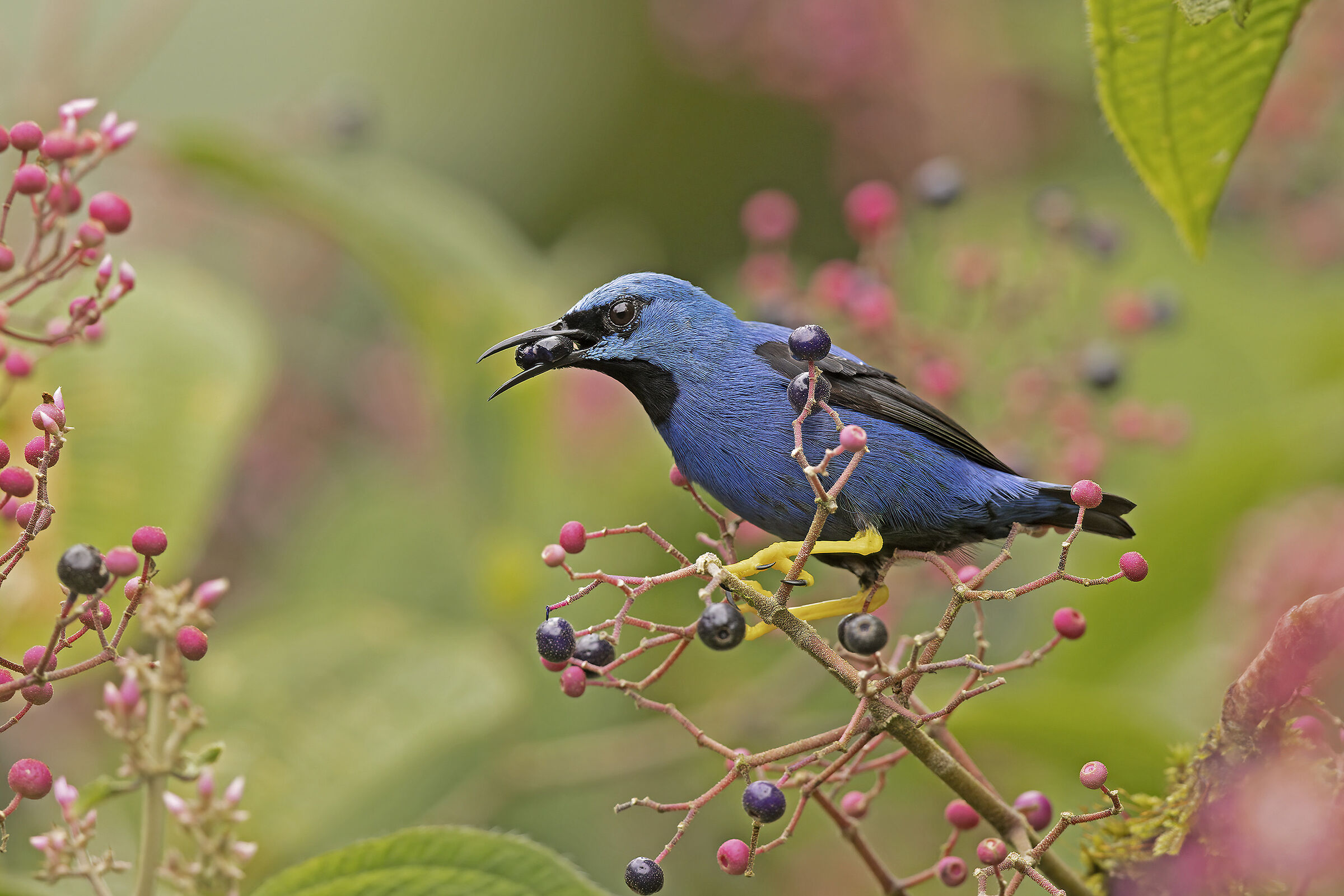 Shining Honeycreeper