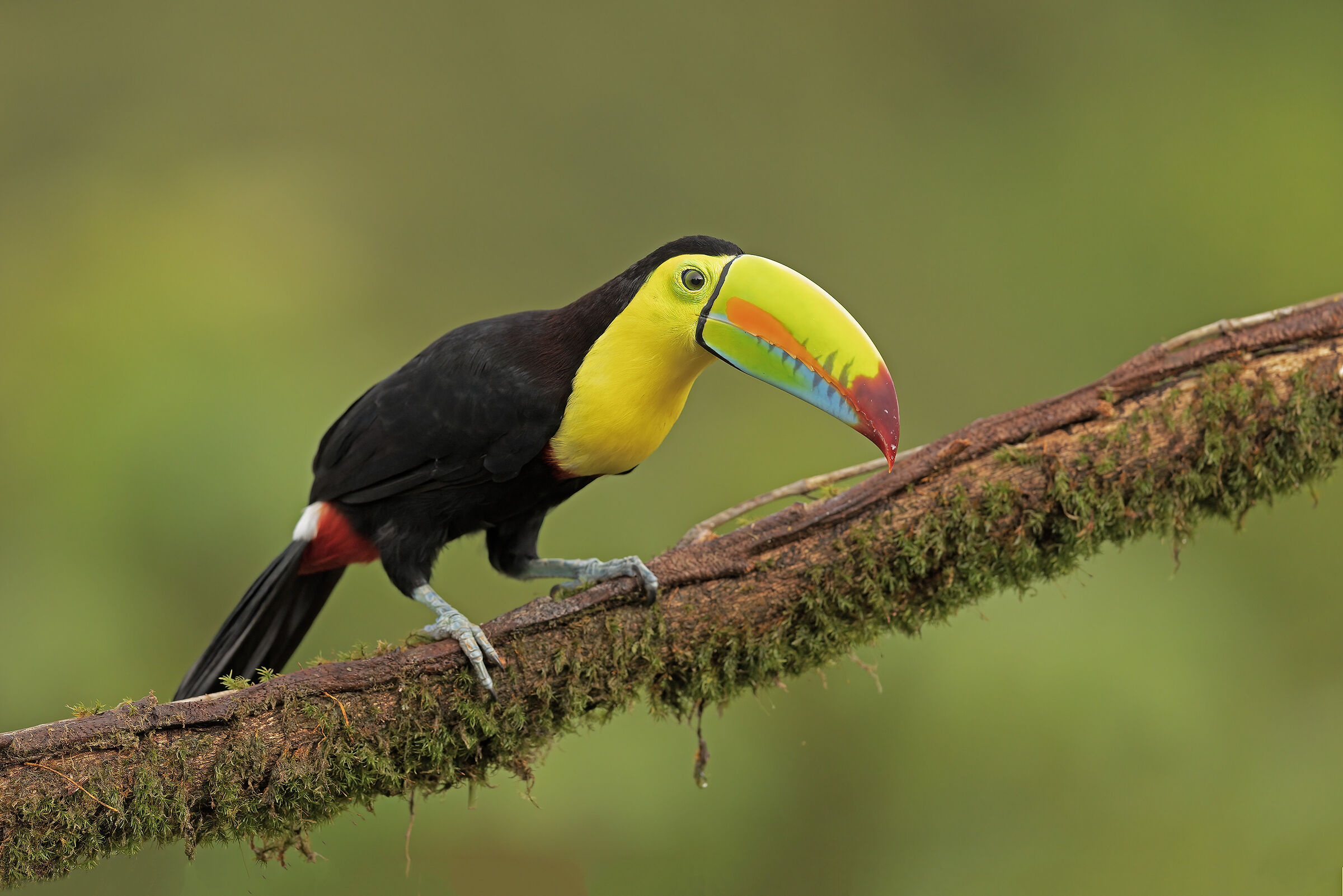 Keel-Billed Toucan