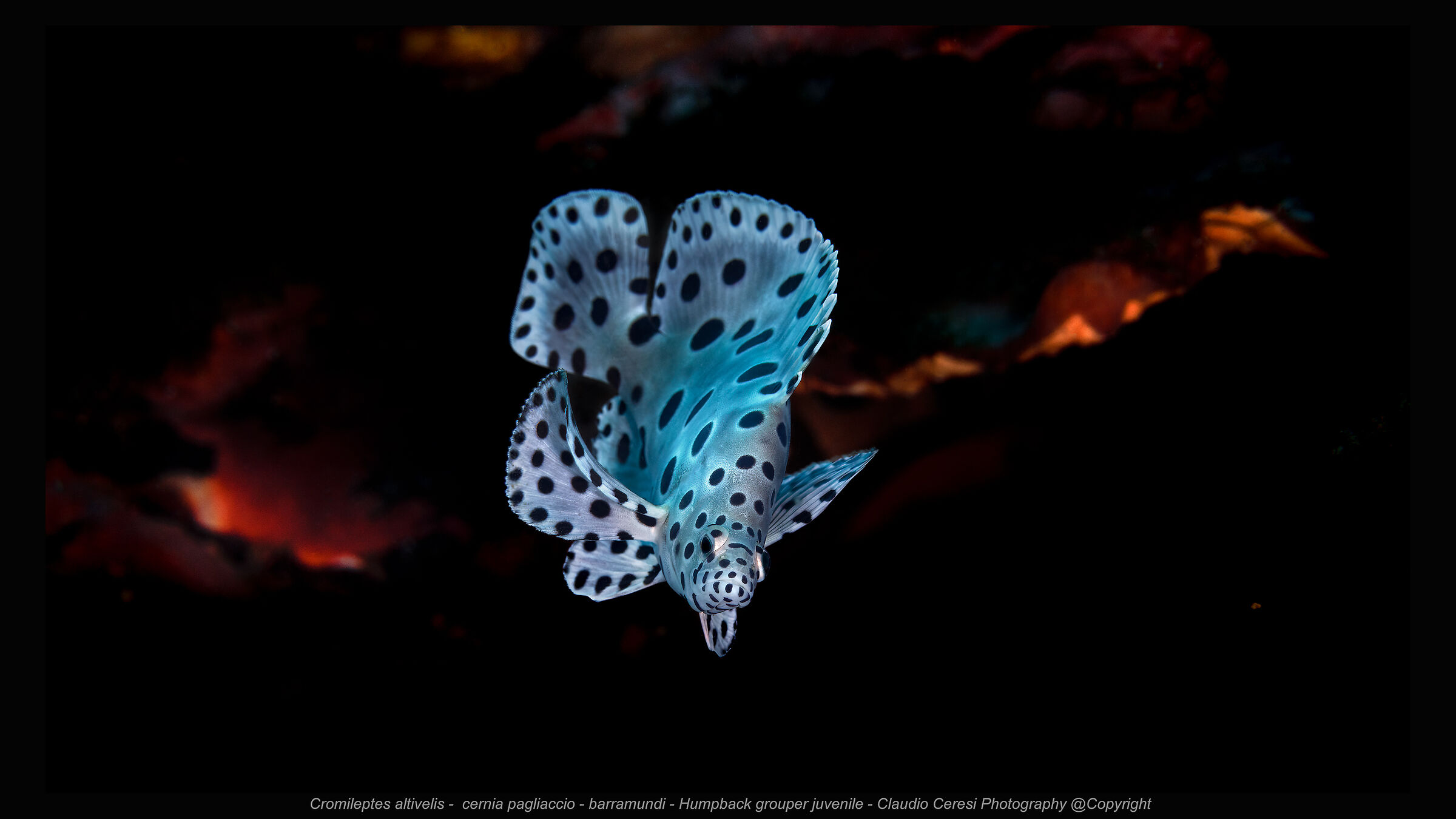 clown grouper , photo taken in the Philippines at Anila