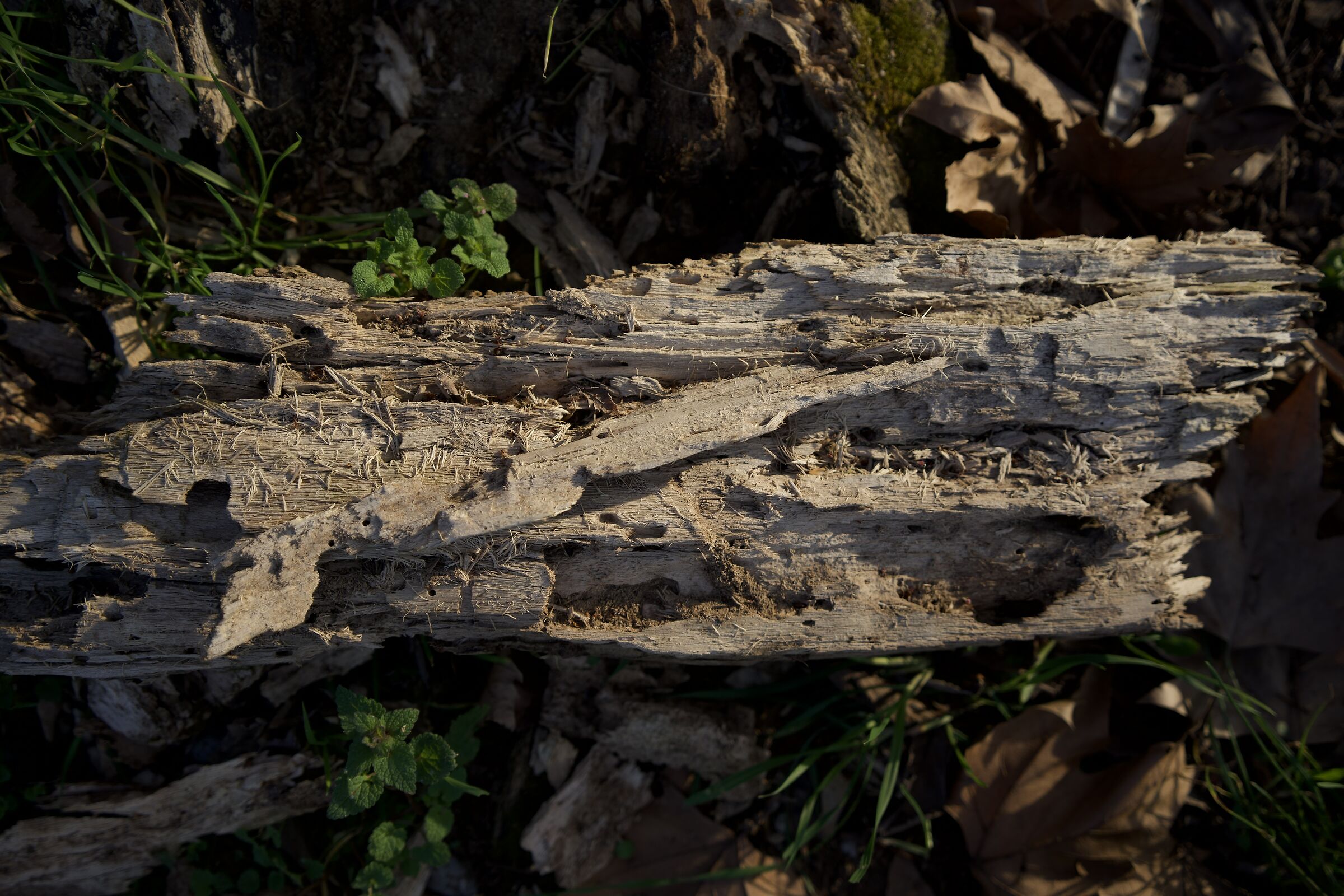 Prova tamron 20-40 2.8