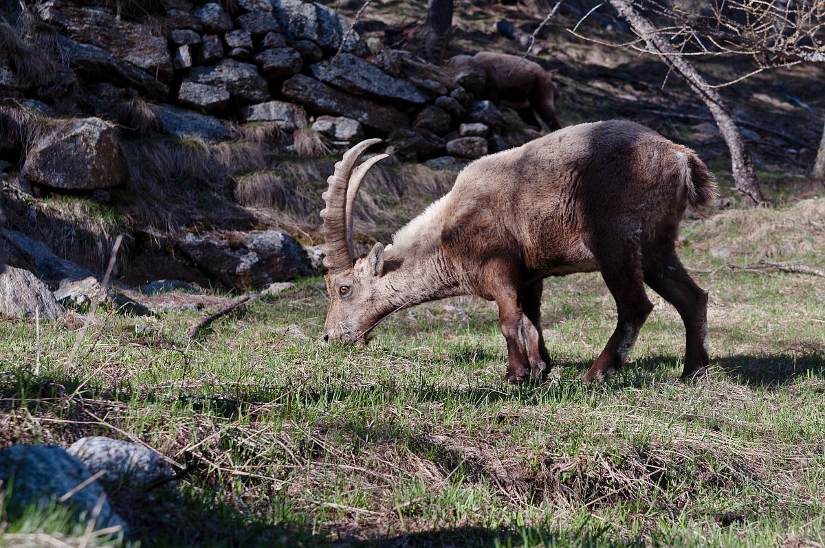 A stone's throw from the .. ibex!