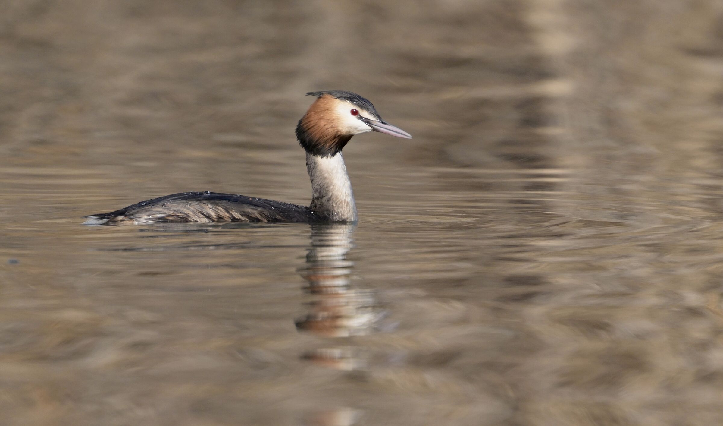 Grebe