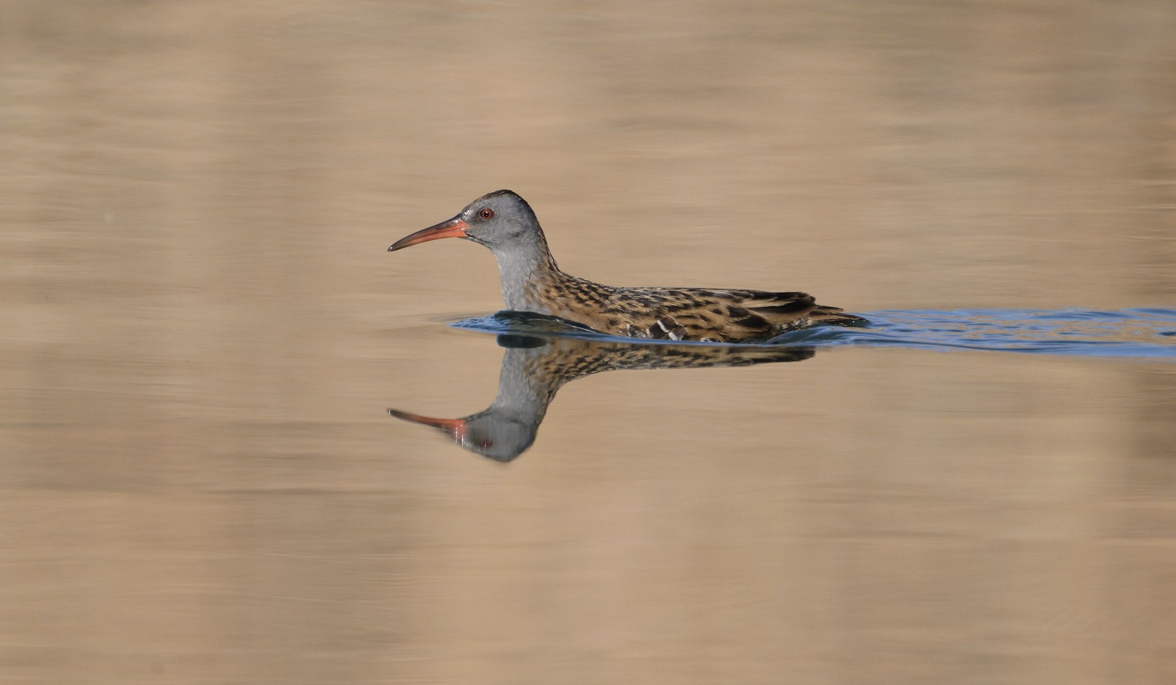 Water rail
