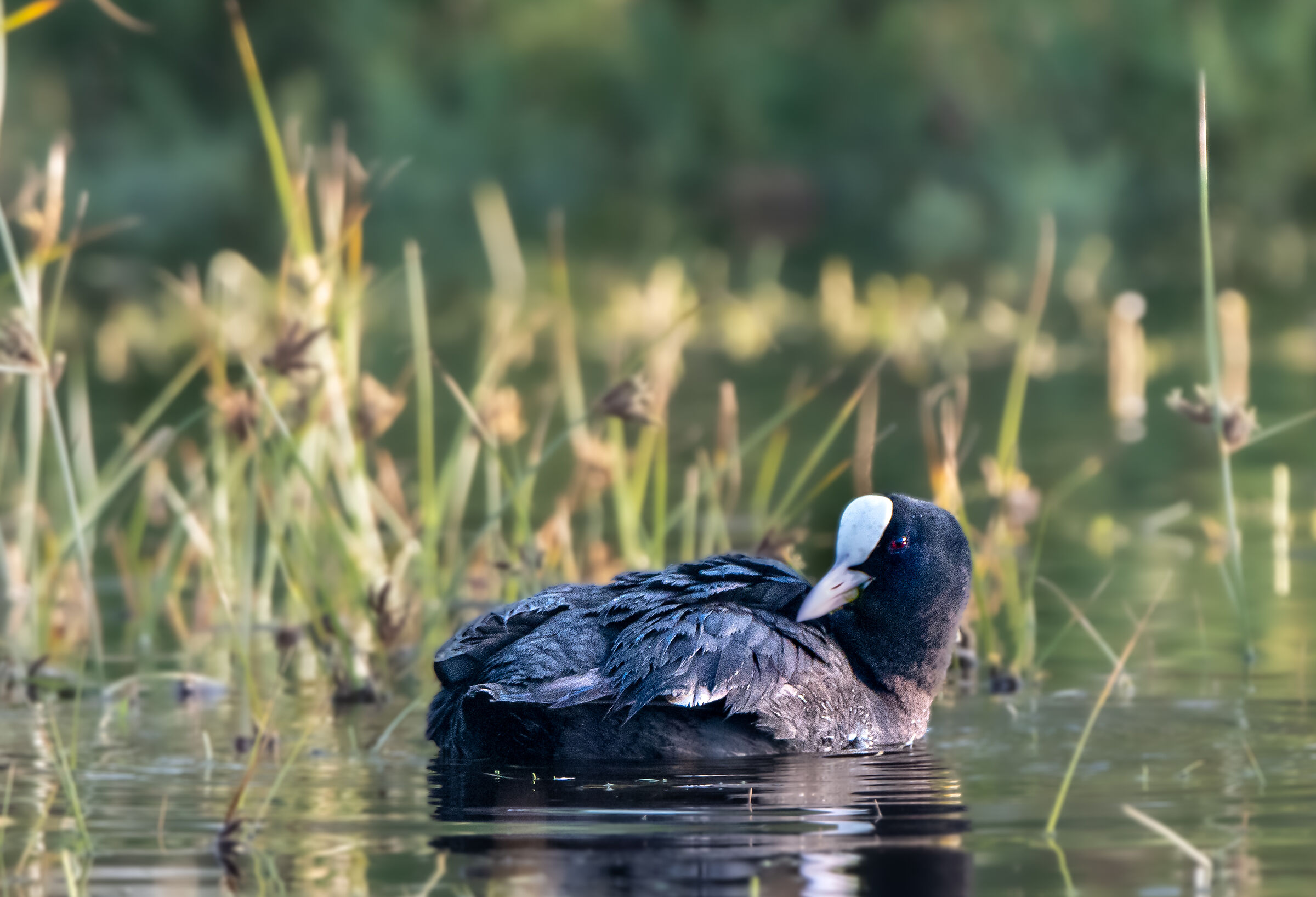 Fulica atra