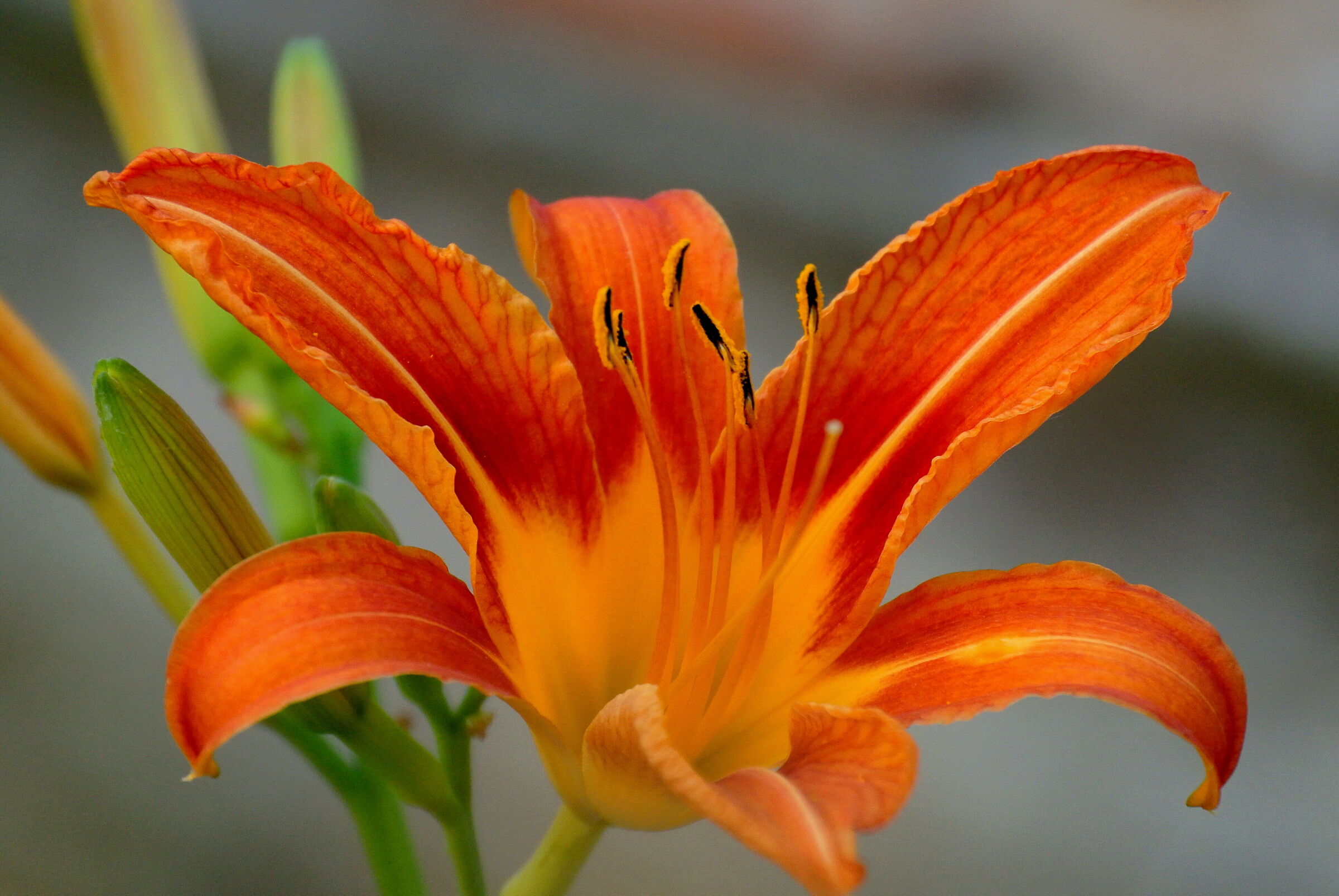 lily of St. John