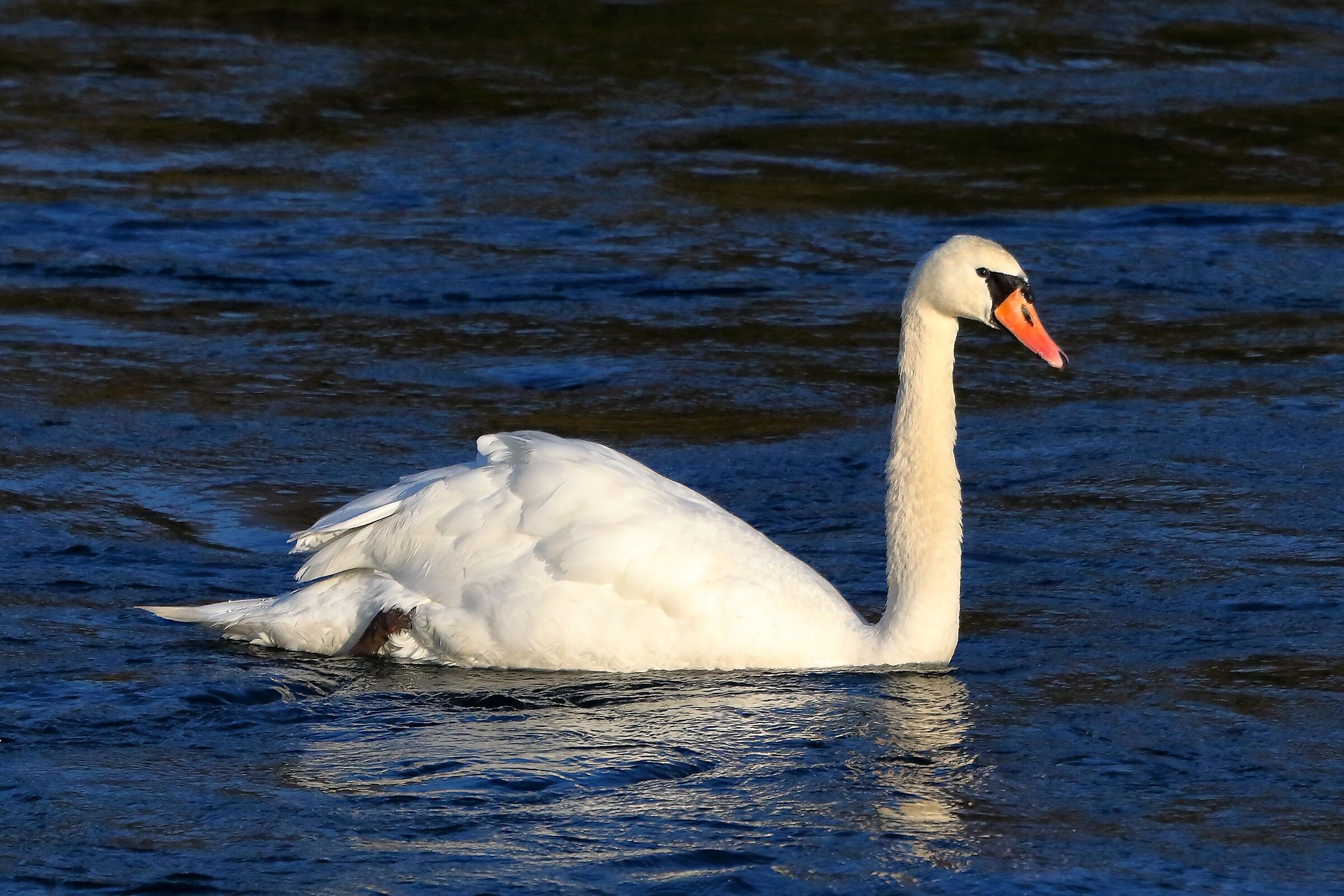 Cigno R 11 dicembre 2022