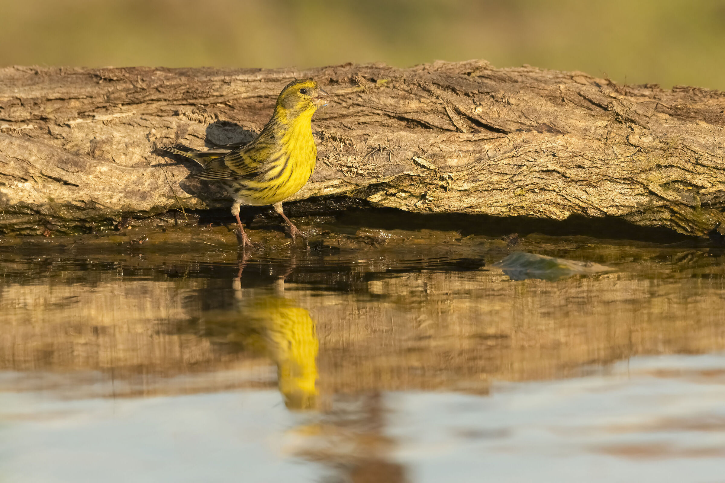 Serin