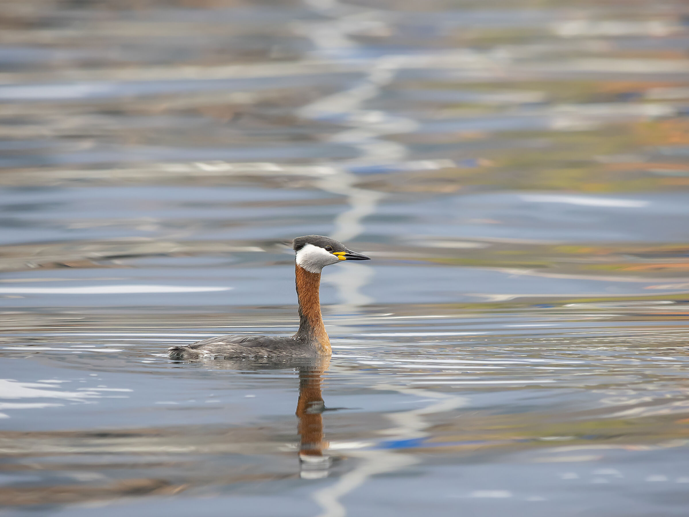 Red-necked grebe