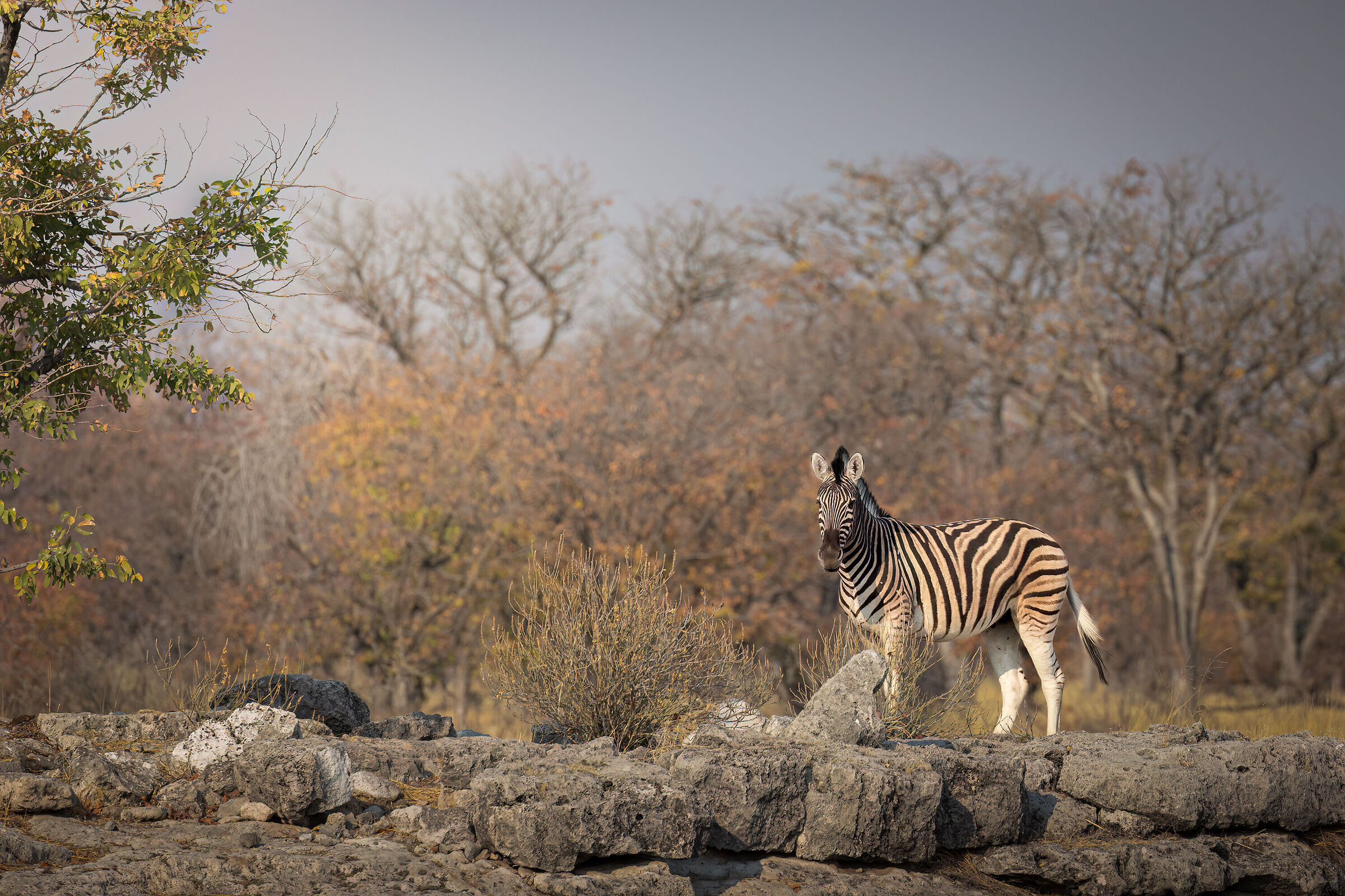 Zebra in the bush