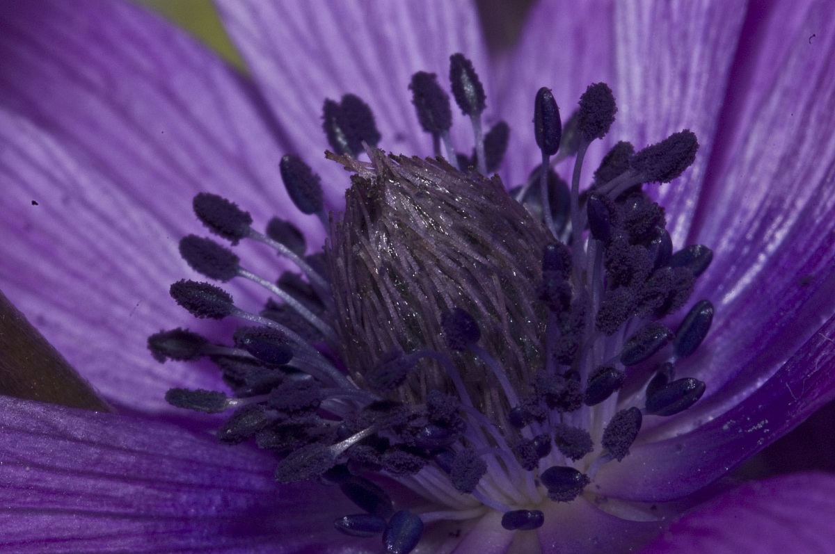 Purple flower