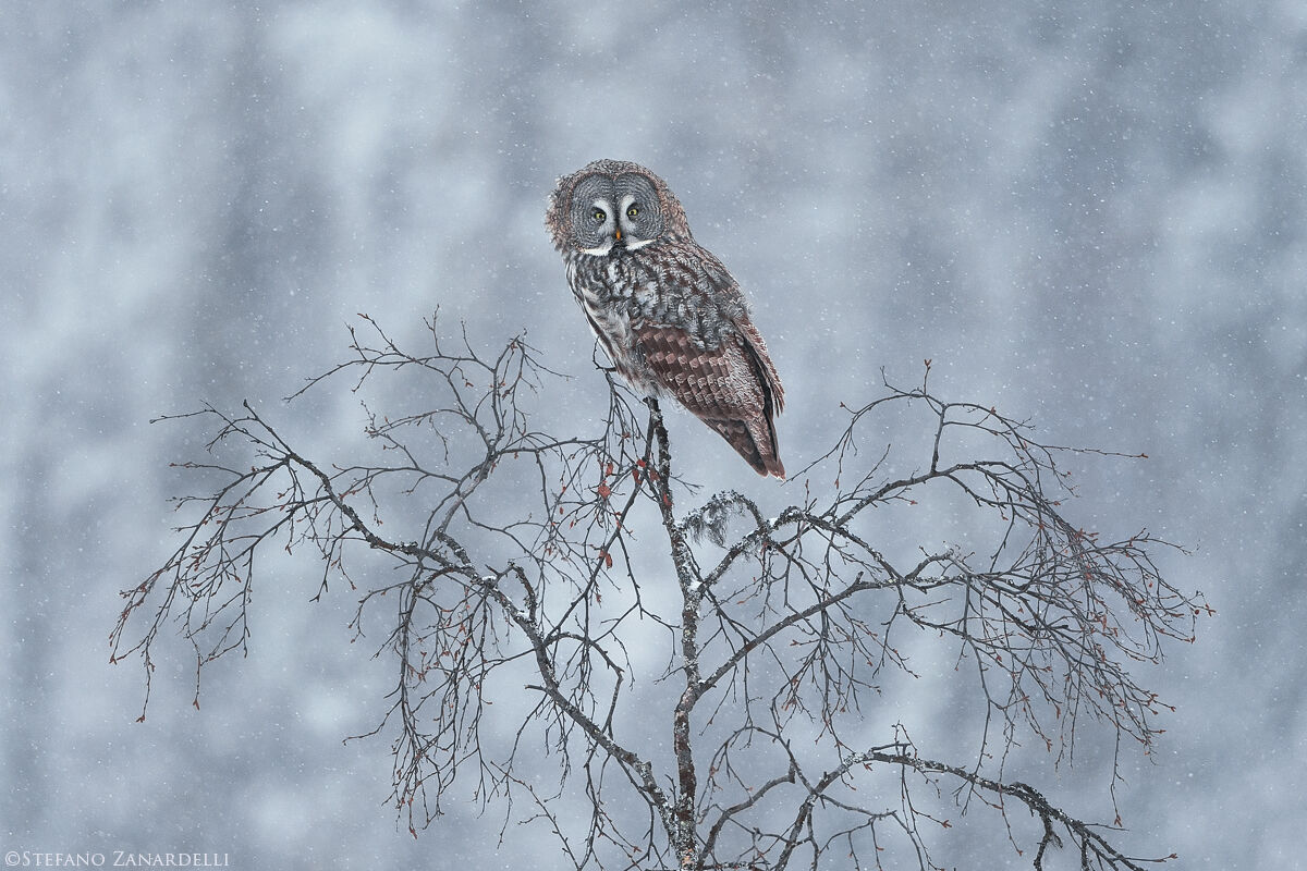 Tawny owl of Lapland